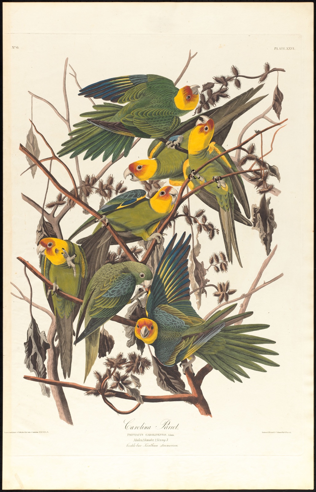 Carolina parrot — Audubon, John James, 1785-1851 (Artist); Havell, Robert, 1793-1878 (Engraver)