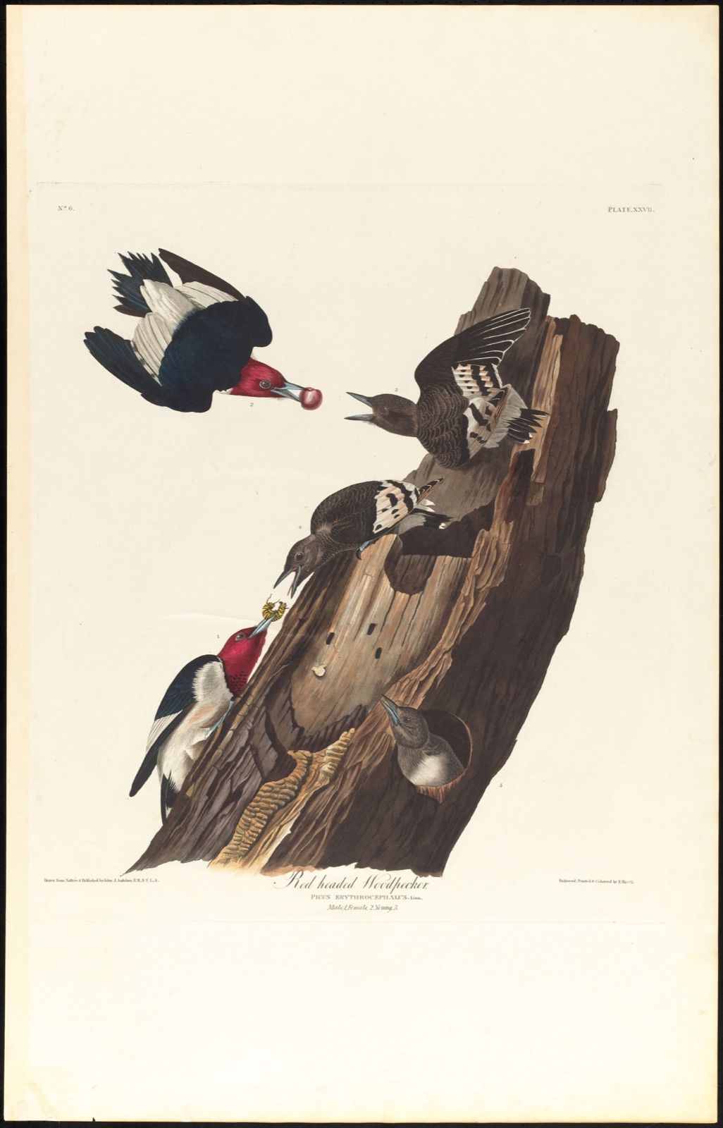 Red headed woodpecker — Audubon, John James, 1785-1851 (Artist); Havell, Robert, 1793-1878 (Engraver)