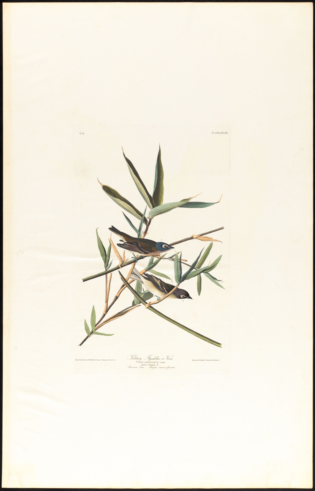 Solitary flycatcher or vireo — Audubon, John James, 1785-1851 (Artist); Havell, Robert, 1793-1878 (Engraver)