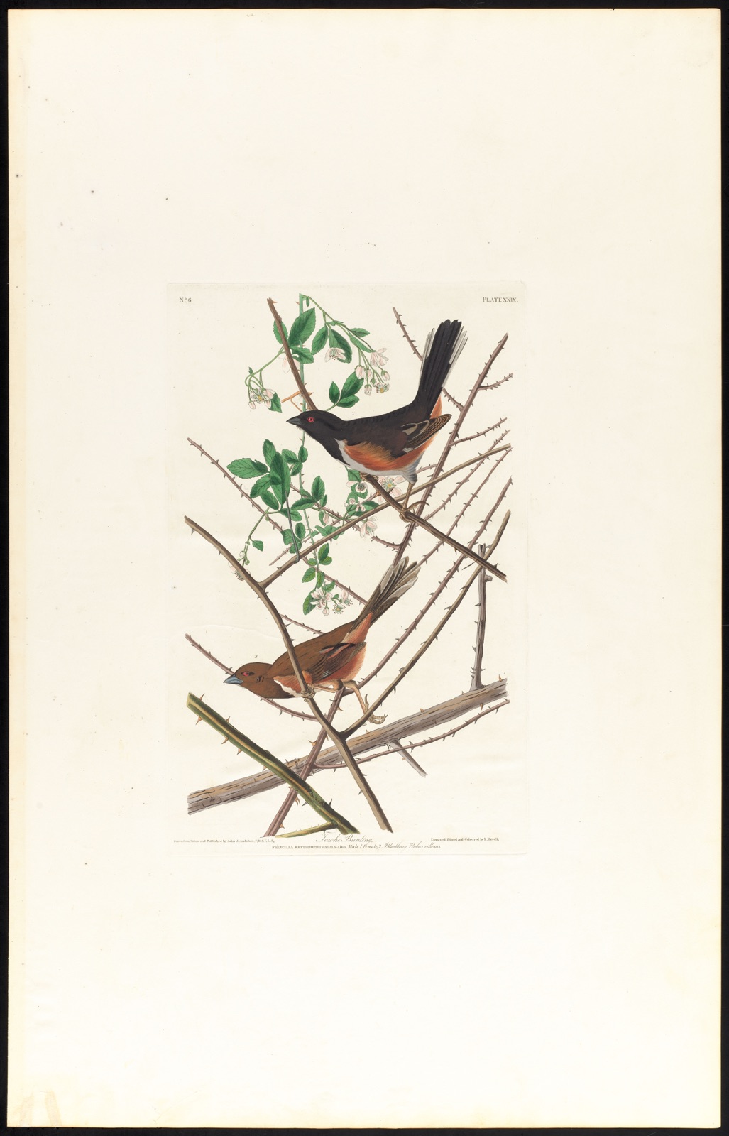 Towhe bunting — Audubon, John James, 1785-1851 (Artist); Havell, Robert, 1793-1878 (Engraver)