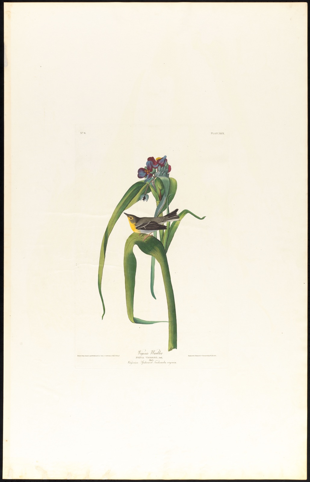 Vigor's warbler — Audubon, John James, 1785-1851 (Artist); Havell, Robert, 1793-1878 (Engraver)