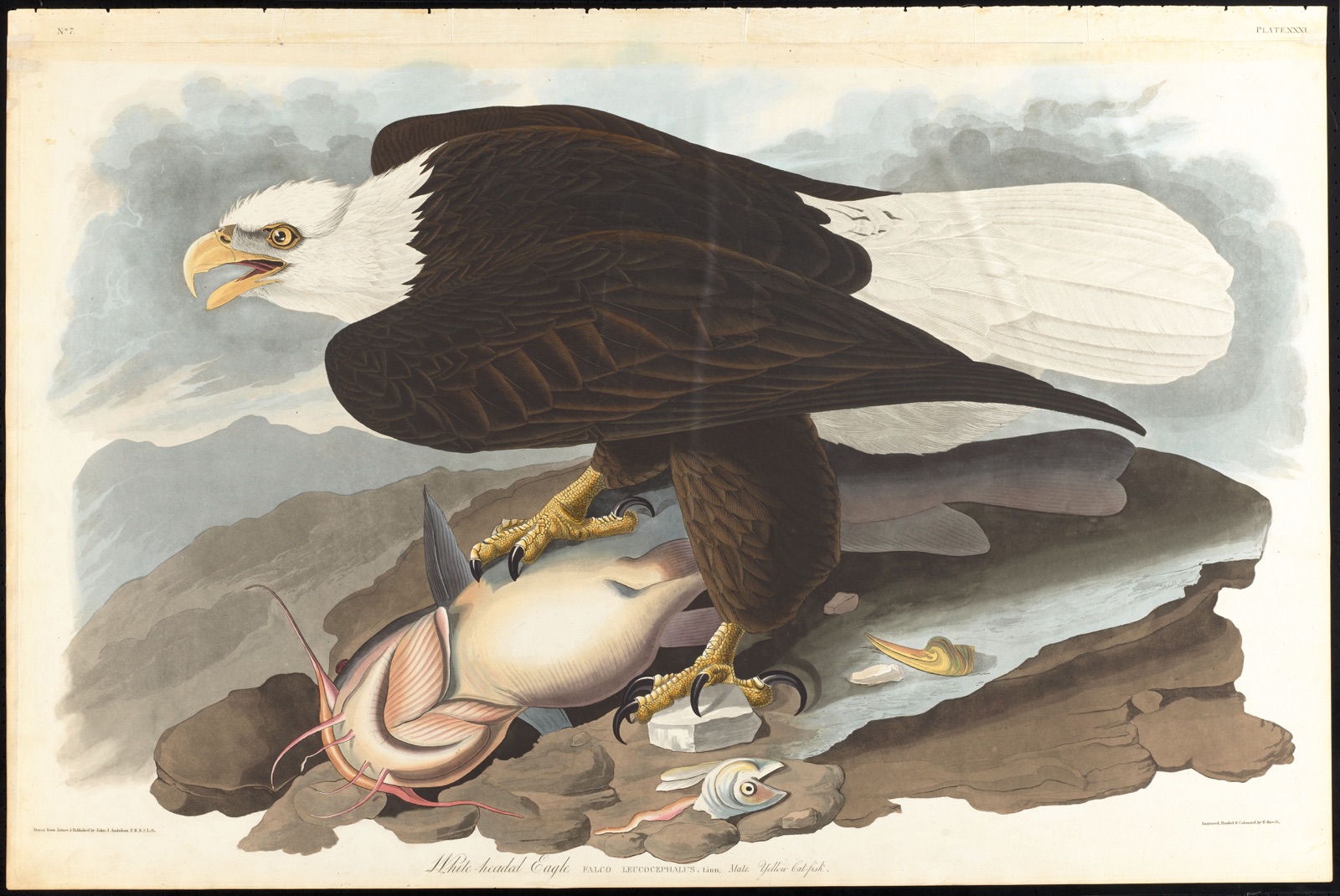 White-headed eagle — Audubon, John James, 1785-1851 (Artist); Havell, Robert, 1793-1878 (Engraver)