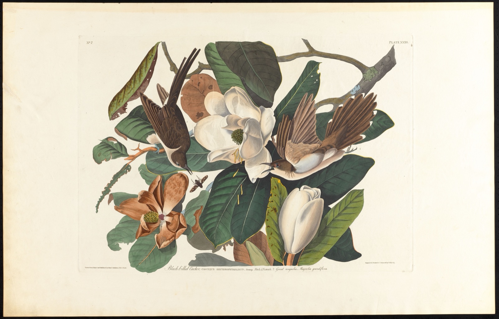 Black-billed cuckoo — Audubon, John James, 1785-1851 (Artist); Havell, Robert, 1793-1878 (Engraver)