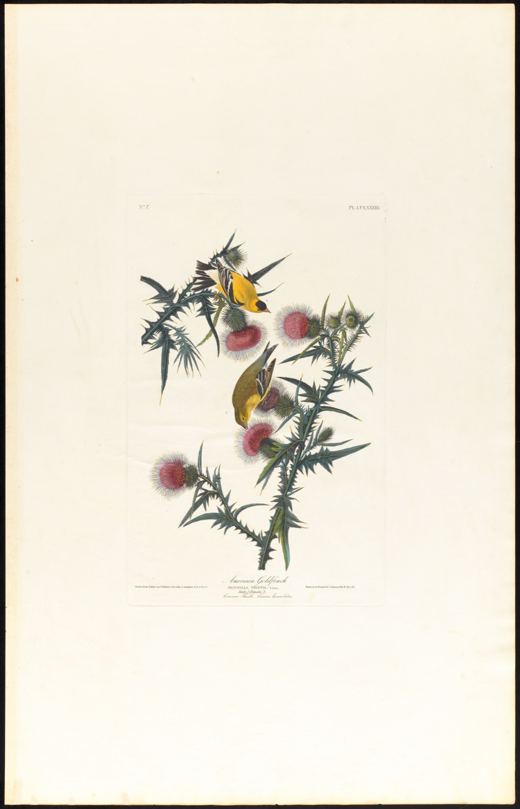 American goldfinch — Audubon, John James, 1785-1851 (Artist); Havell, Robert, 1793-1878 (Engraver)