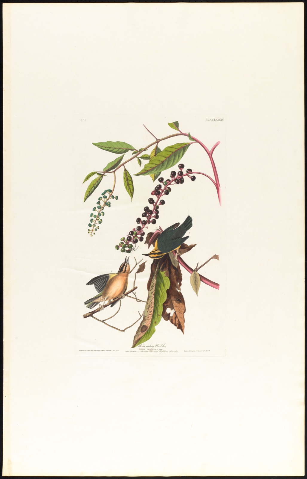 Worm eating warbler — Audubon, John James, 1785-1851 (Artist); Havell, Robert, 1793-1878 (Engraver)