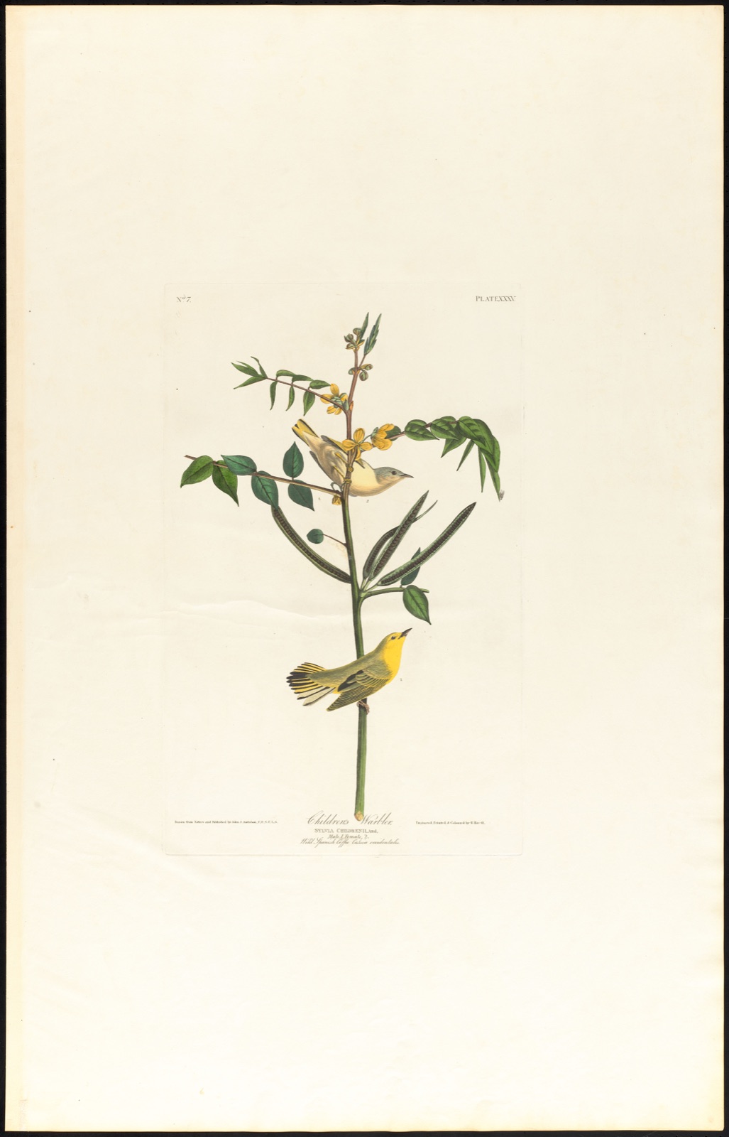 Children's warbler — Audubon, John James, 1785-1851 (Artist); Havell, Robert, 1793-1878 (Engraver)