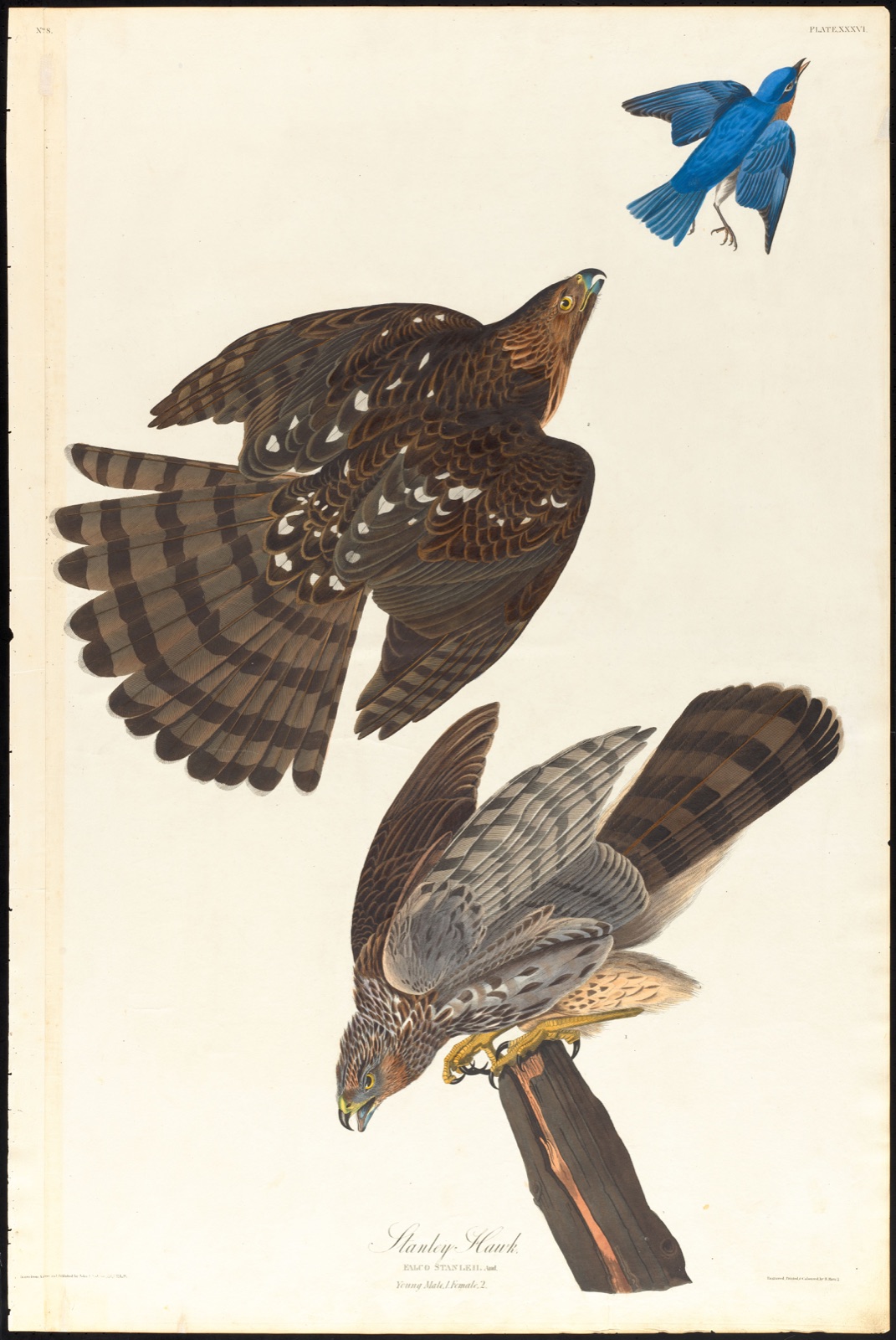Stanley hawk — Audubon, John James, 1785-1851 (Artist); Havell, Robert, 1793-1878 (Engraver)