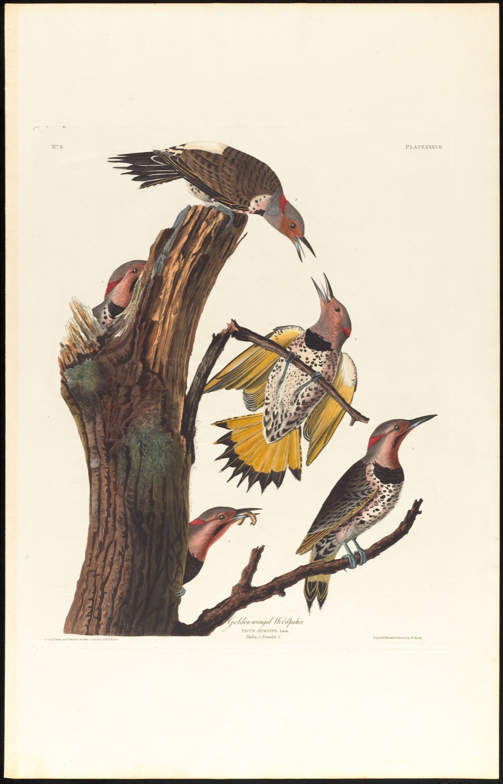 Golden-winged woodpecker — Audubon, John James, 1785-1851 (Artist); Havell, Robert, 1793-1878 (Engraver)