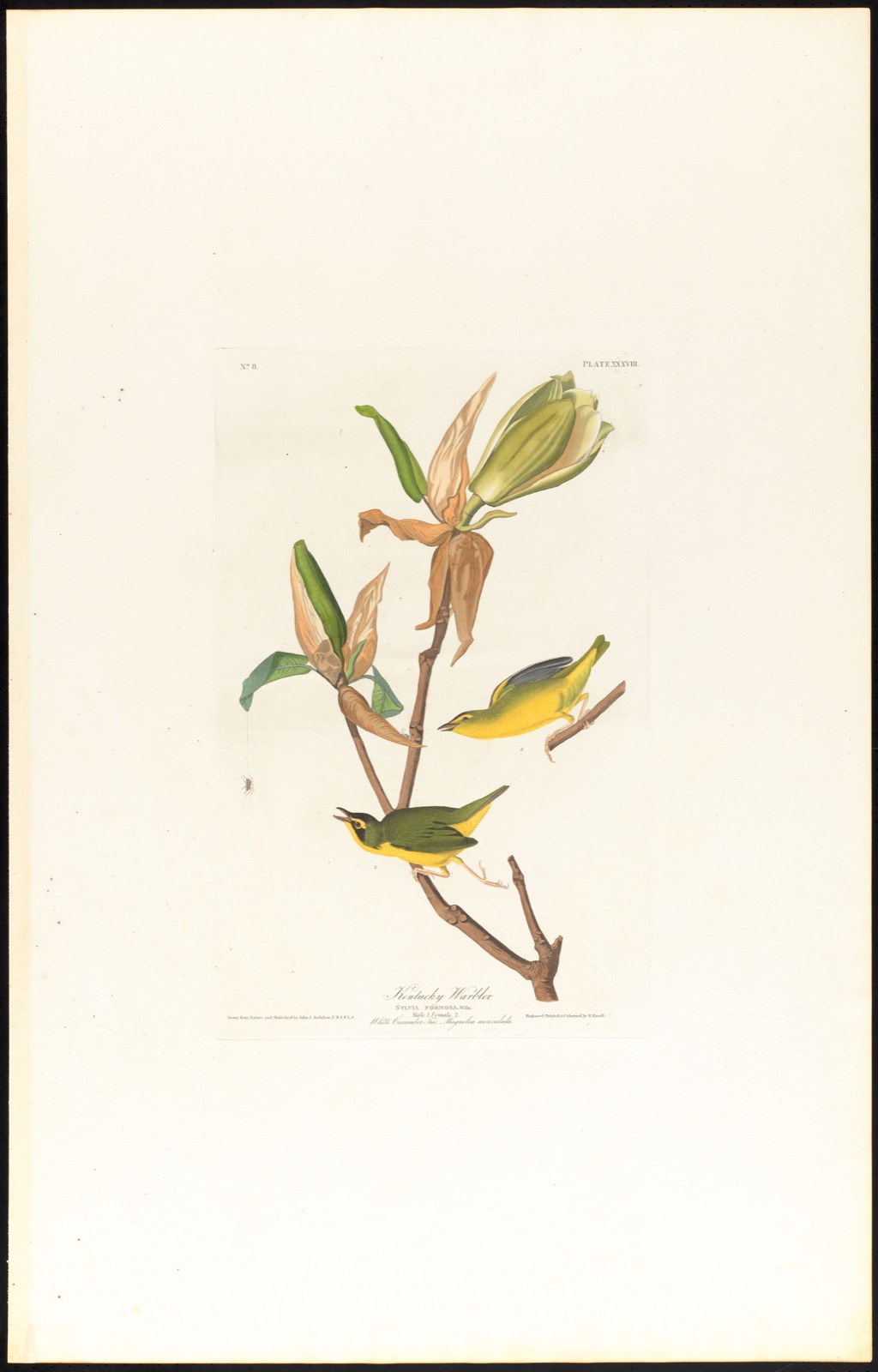 Kentucky warbler — Audubon, John James, 1785-1851 (Artist); Havell, Robert, 1793-1878 (Engraver)