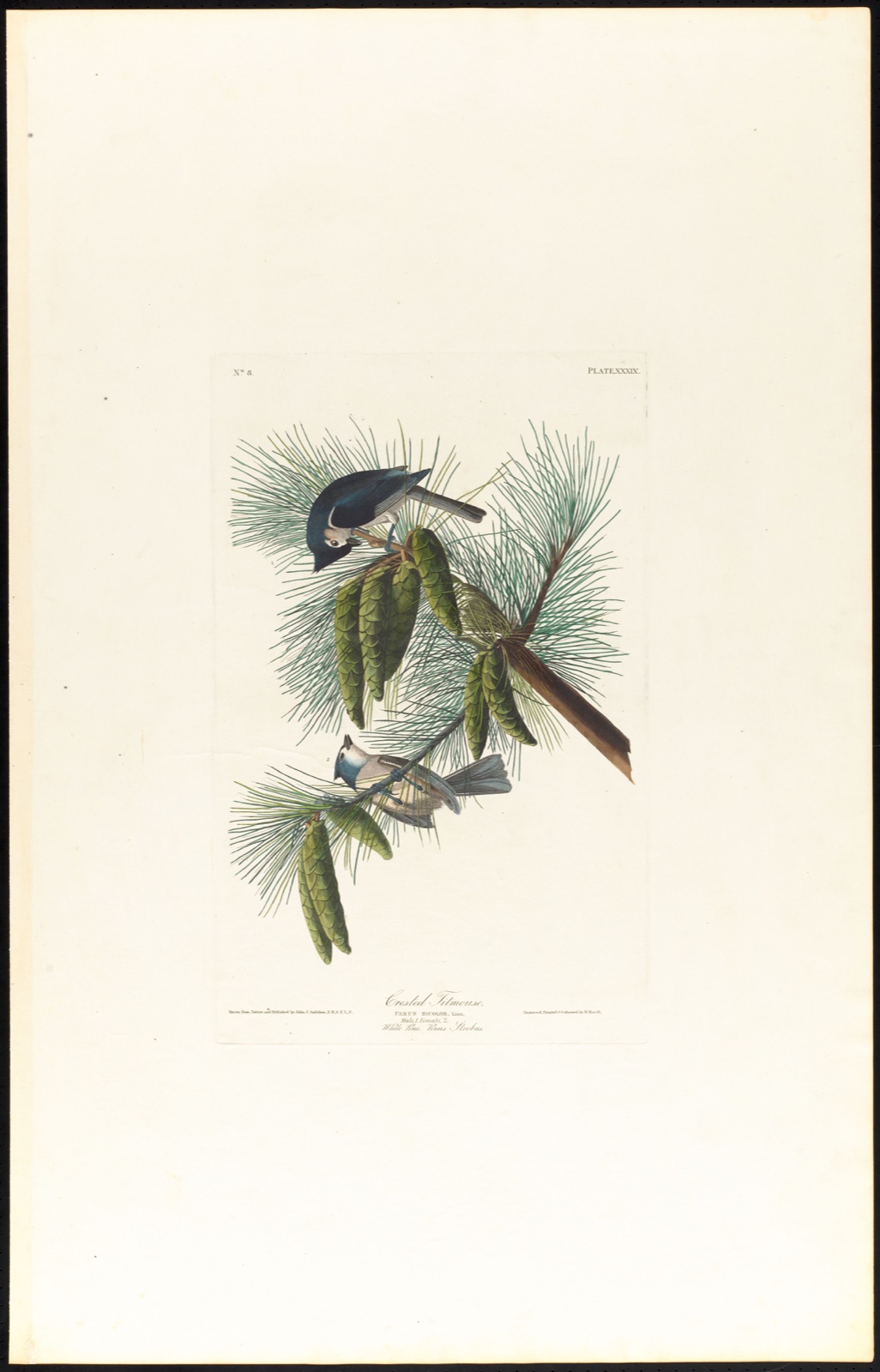 Crested titmouse — Audubon, John James, 1785-1851 (Artist); Havell, Robert, 1793-1878 (Engraver)