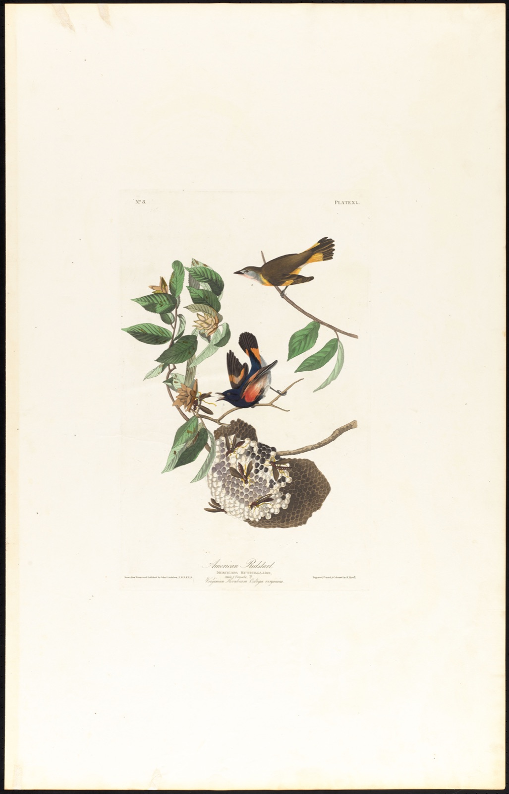 American redstart — Audubon, John James, 1785-1851 (Artist); Havell, Robert, 1793-1878 (Engraver)