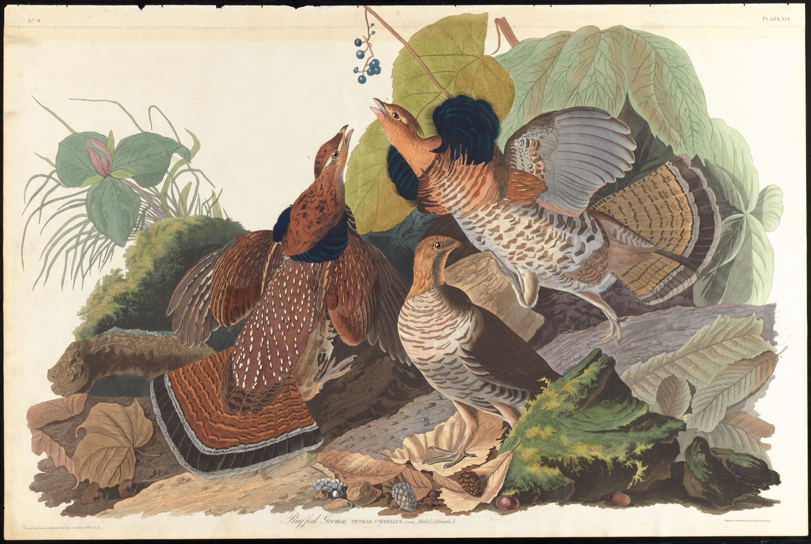 Ruffed grouse — Audubon, John James, 1785-1851 (Artist); Havell, Robert, 1793-1878 (Engraver)