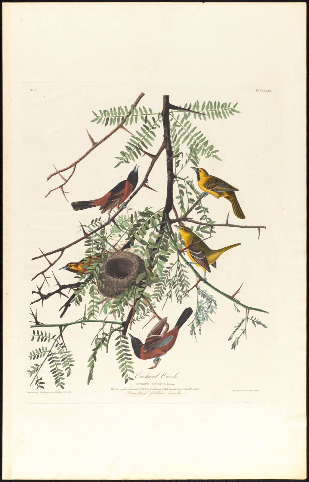 Orchard oriole — Audubon, John James, 1785-1851 (Artist); Havell, Robert, 1793-1878 (Engraver)