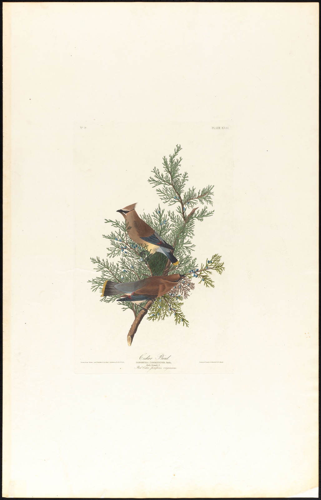 Cedar bird — Audubon, John James, 1785-1851 (Artist); Havell, Robert, 1793-1878 (Engraver)