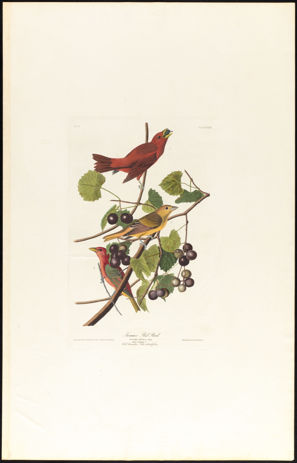 Summer red bird — Audubon, John James, 1785-1851 (Artist); Havell, Robert, 1793-1878 (Engraver)