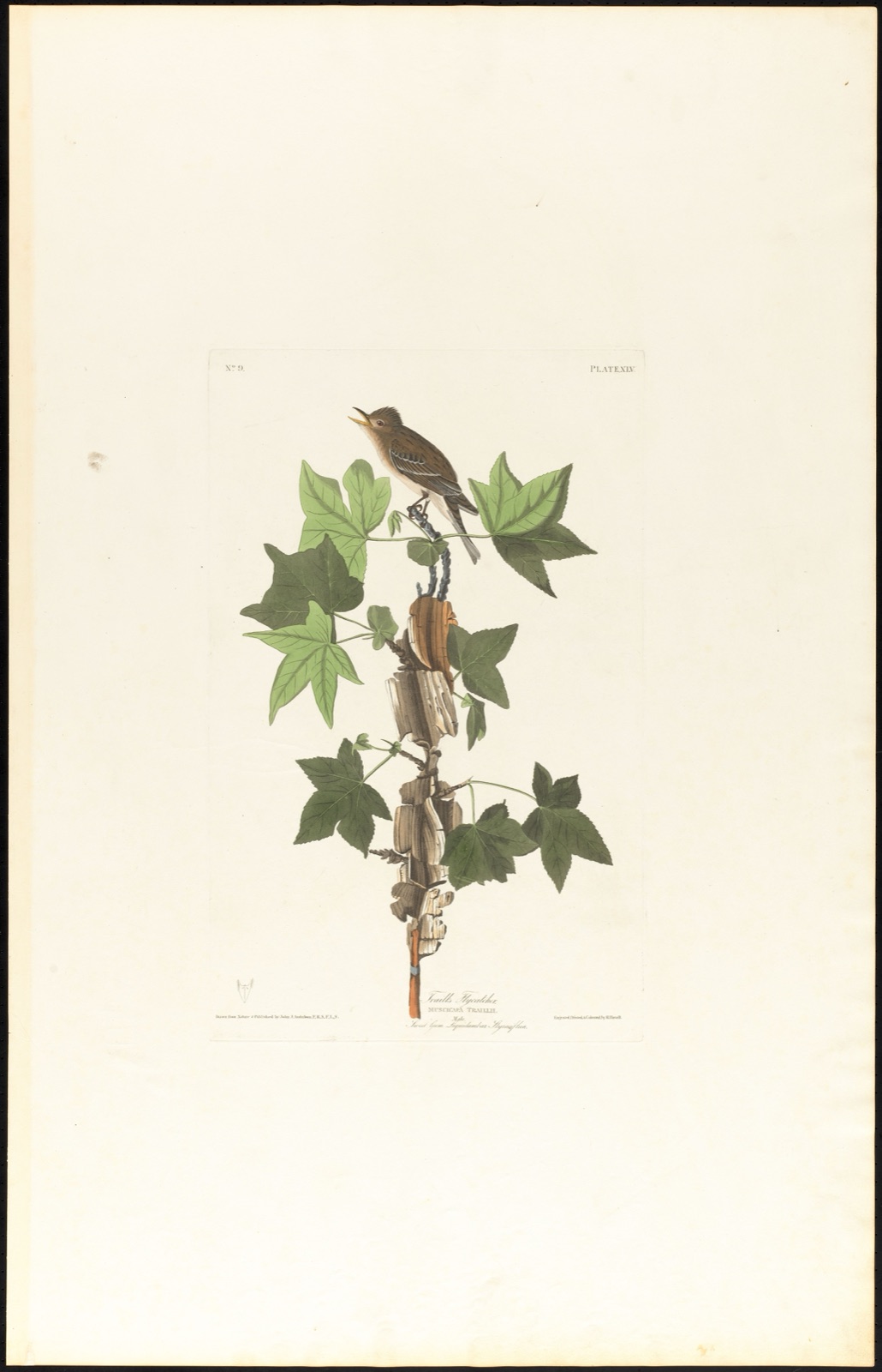 Traill's flycatcher — Audubon, John James, 1785-1851 (Artist); Havell, Robert, 1793-1878 (Engraver)