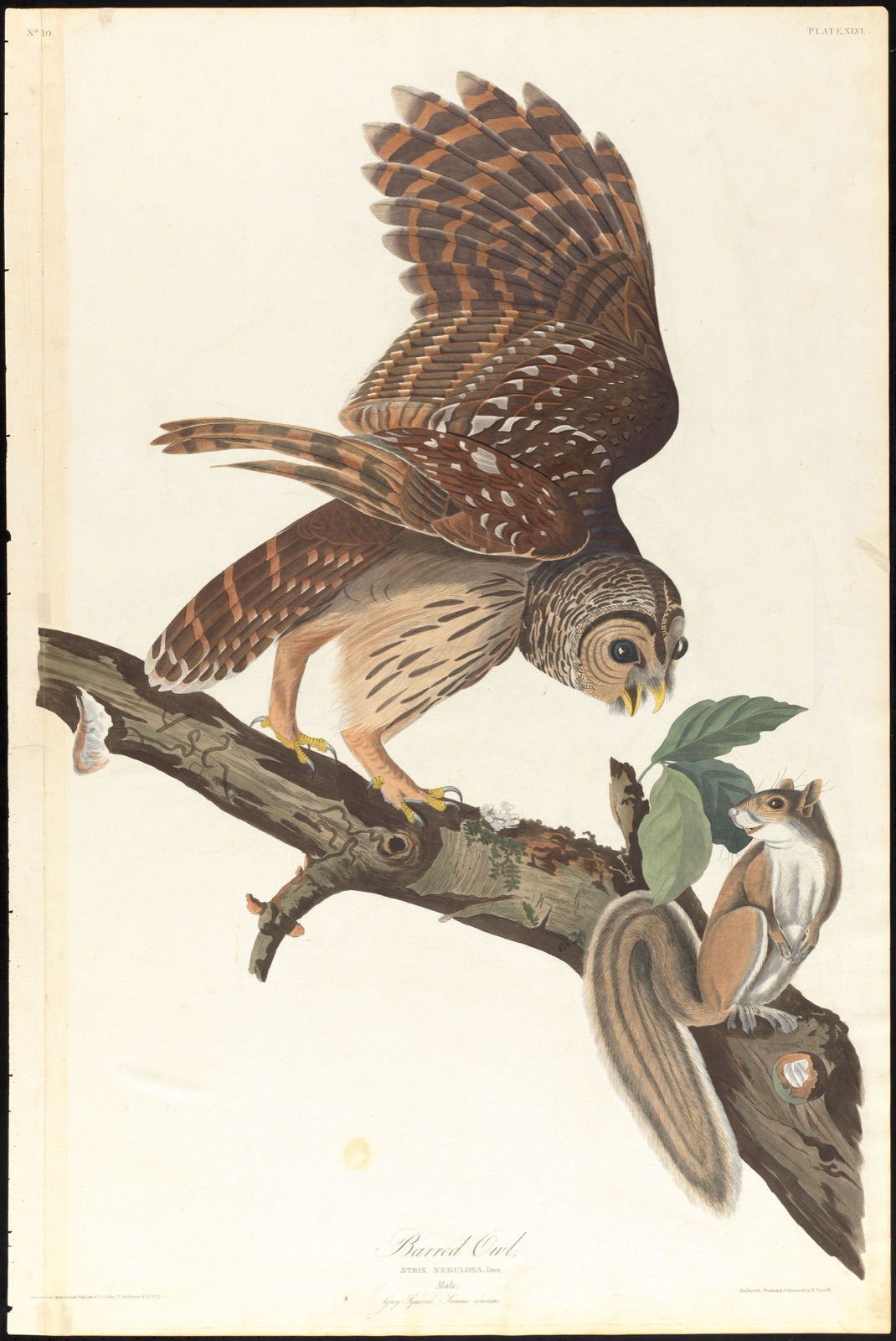 Barred owl — Audubon, John James, 1785-1851 (Artist); Havell, Robert, 1793-1878 (Engraver)