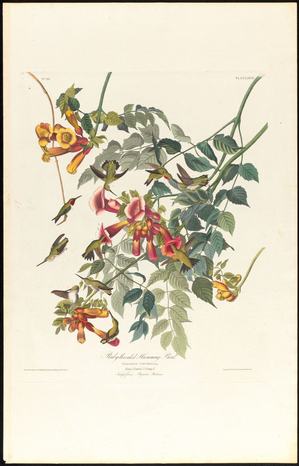 Ruby-throated humming bird — Audubon, John James, 1785-1851 (Artist); Havell, Robert, 1793-1878 (Engraver)