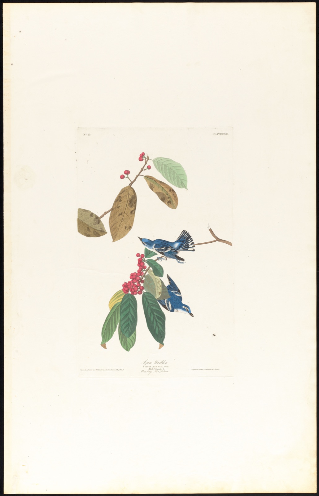 Azure warbler — Audubon, John James, 1785-1851 (Artist); Havell, Robert, 1793-1878 (Engraver)