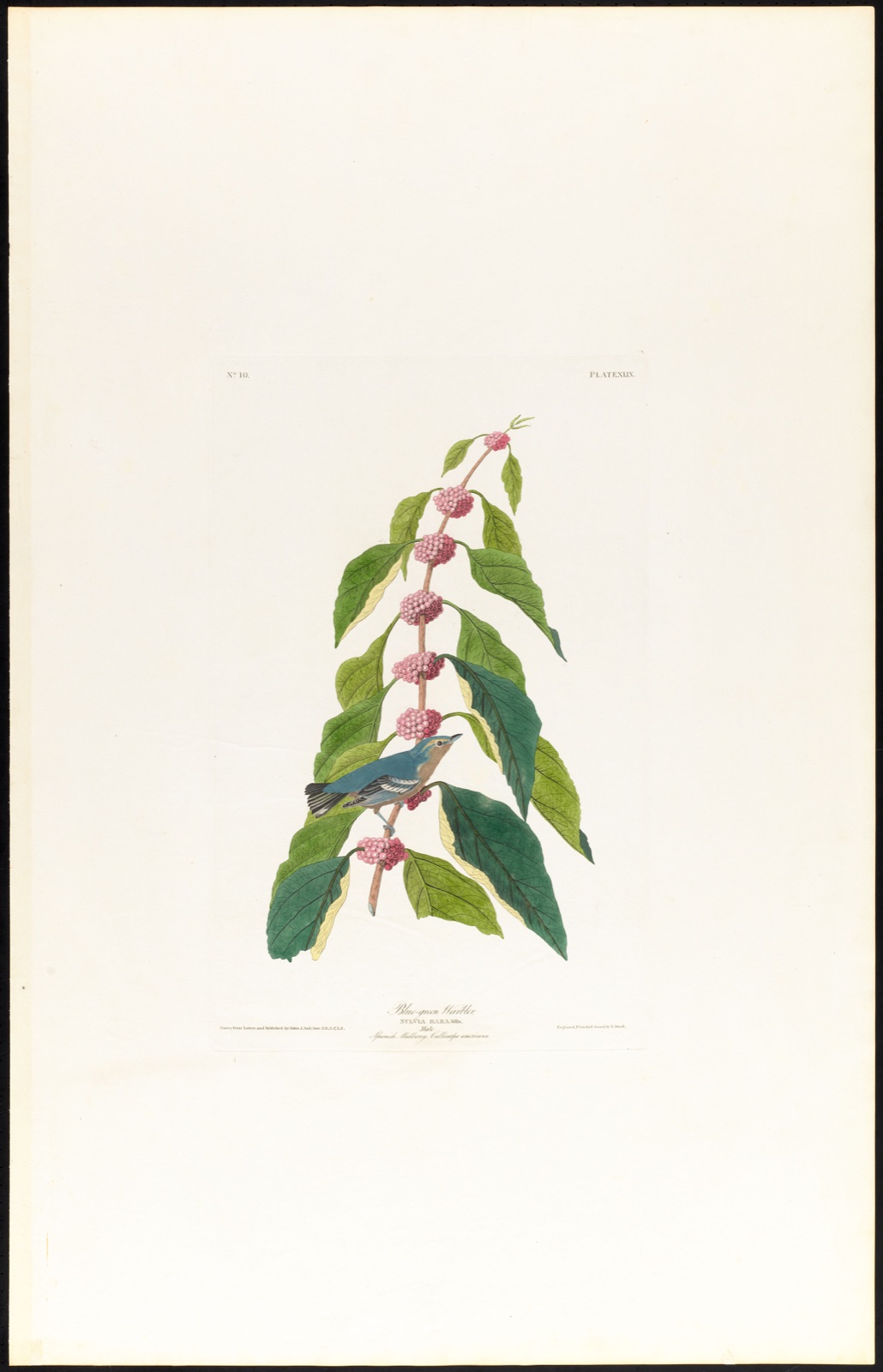 Blue-green warbler — Audubon, John James, 1785-1851 (Artist); Havell, Robert, 1793-1878 (Engraver)