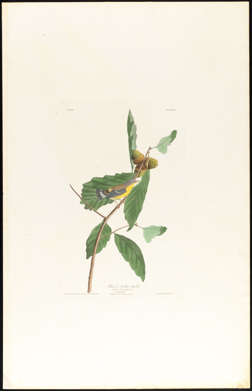 Black and yellow warbler — Audubon, John James, 1785-1851 (Artist); Havell, Robert, 1793-1878 (Engraver)