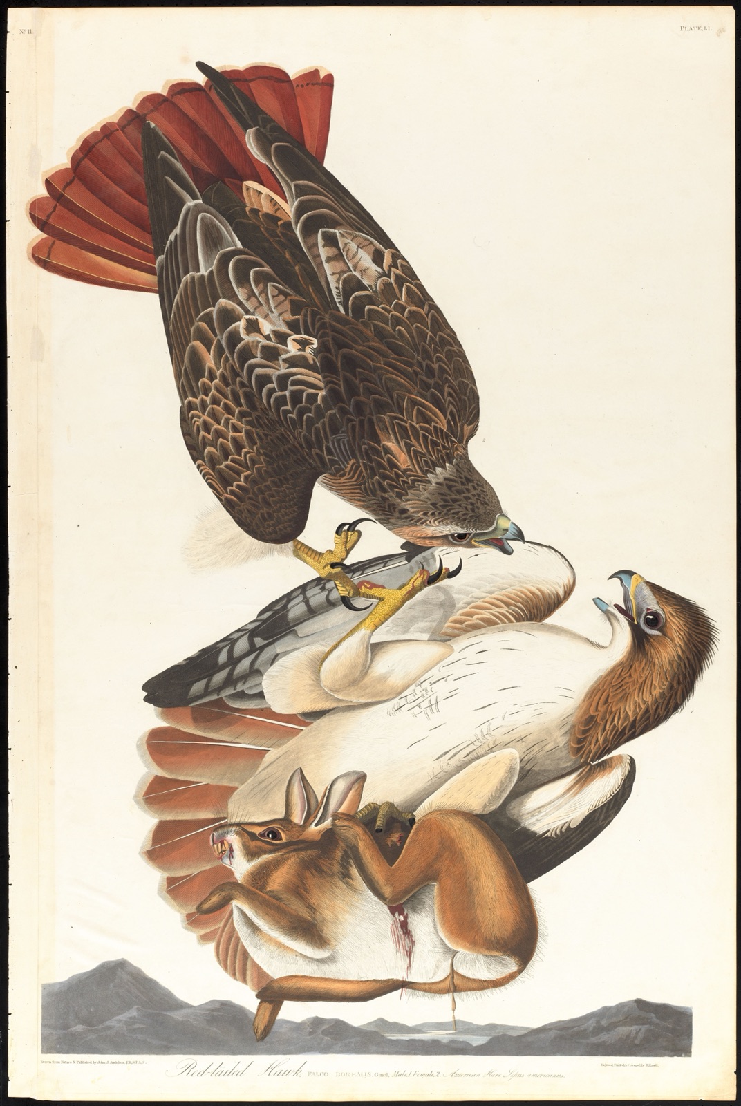Red-tailed hawk — Audubon, John James, 1785-1851 (Artist); Havell, Robert, 1793-1878 (Engraver)