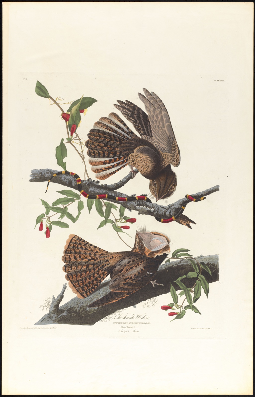 Chuck-will's widow — Audubon, John James, 1785-1851 (Artist); Havell, Robert, 1793-1878 (Engraver)