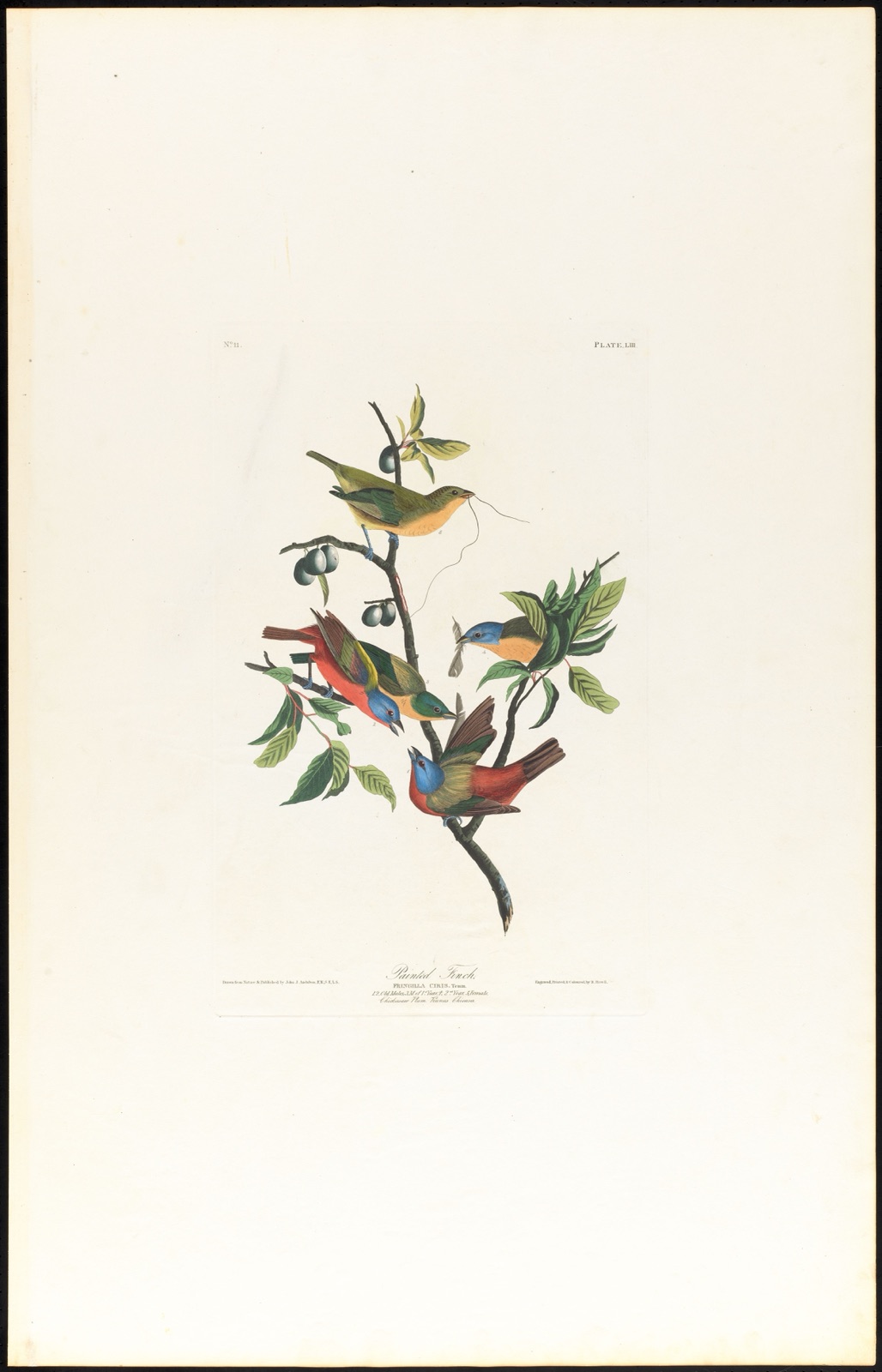 Painted finch — Audubon, John James, 1785-1851 (Artist); Havell, Robert, 1793-1878 (Engraver)