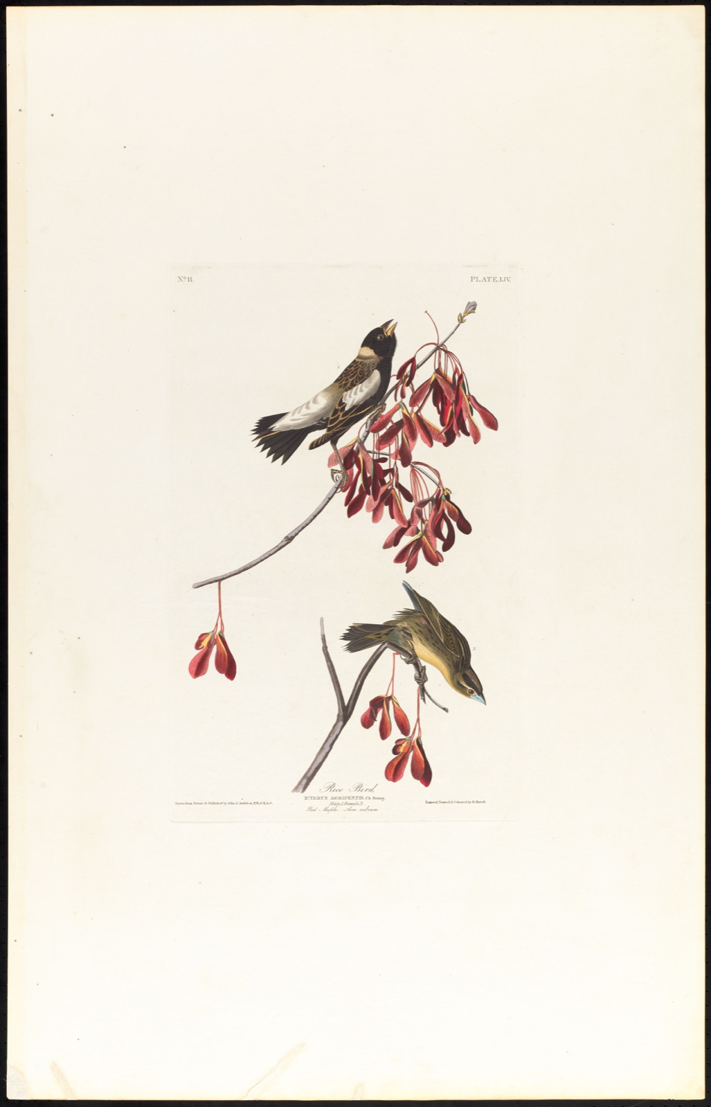 Rice bird — Audubon, John James, 1785-1851 (Artist); Havell, Robert, 1793-1878 (Engraver)