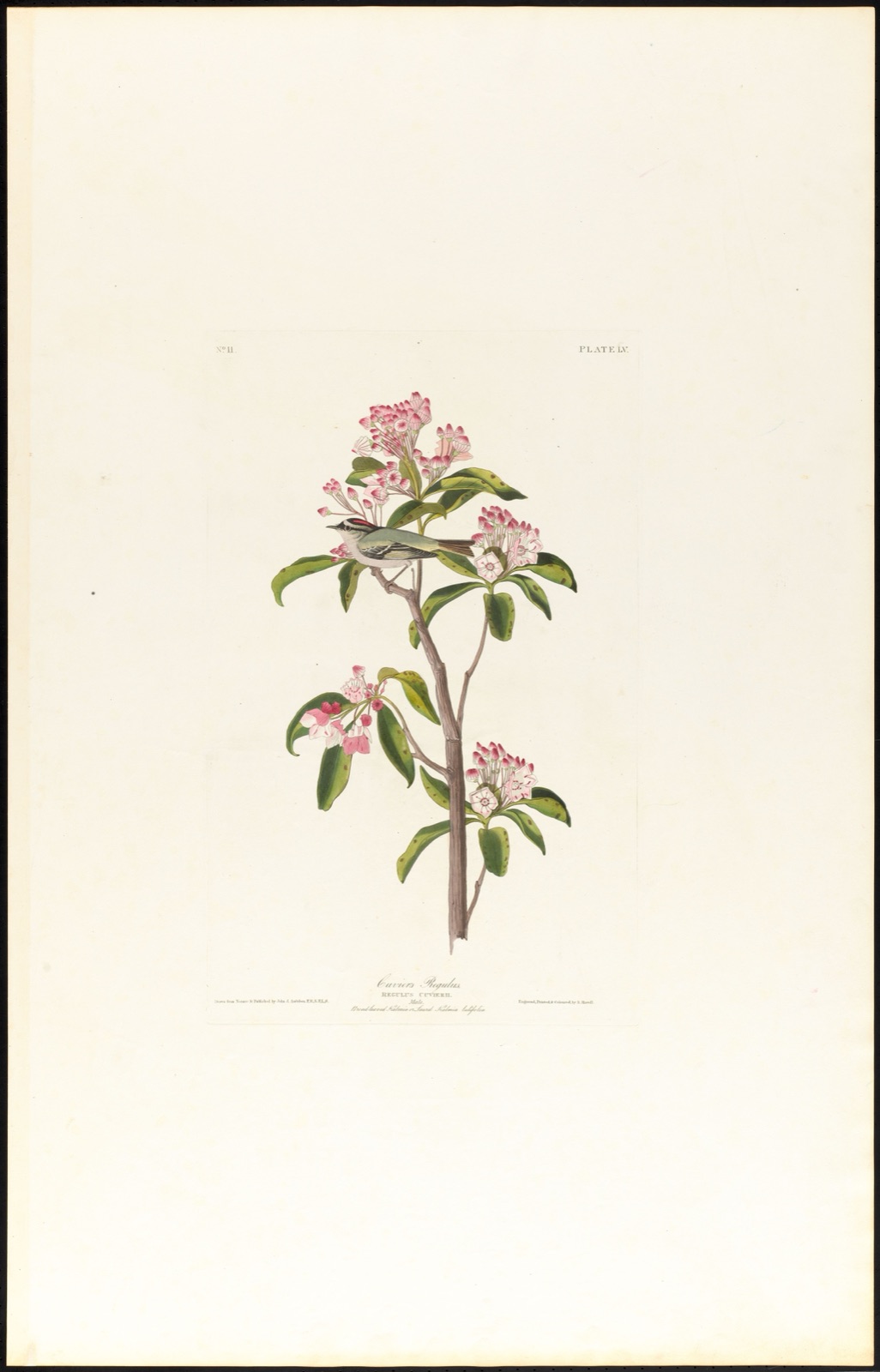 Cuvier's regulus — Audubon, John James, 1785-1851 (Artist); Havell, Robert, 1793-1878 (Engraver)