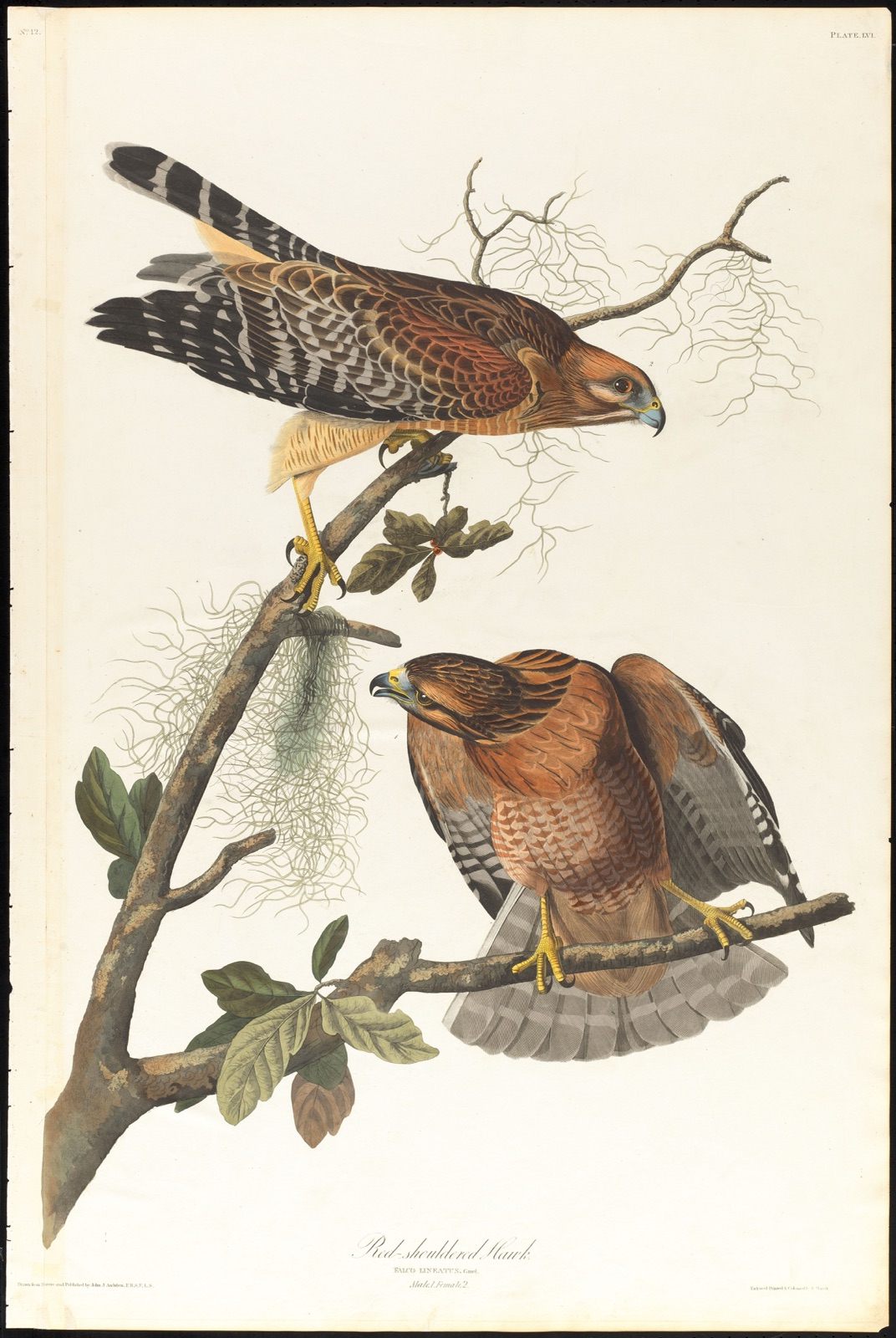 Red-shouldered hawk — Audubon, John James, 1785-1851 (Artist); Havell, Robert, 1793-1878 (Engraver)
