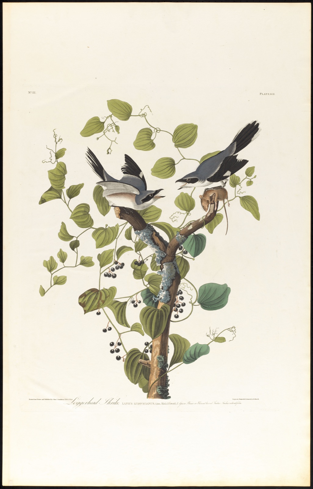 Loggerhead shrike — Audubon, John James, 1785-1851 (Artist); Havell, Robert, 1793-1878 (Engraver)