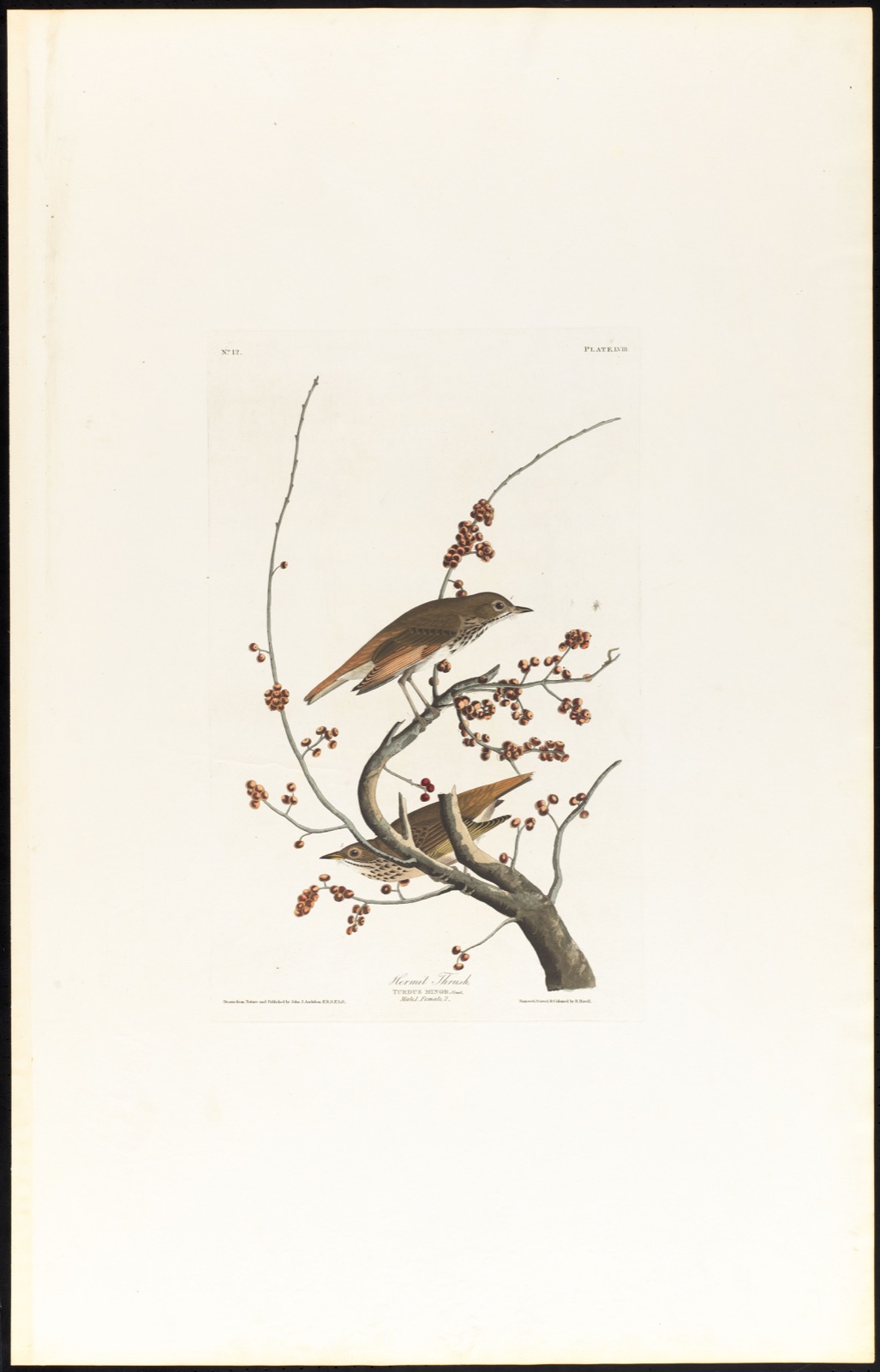 Hermit thrush — Audubon, John James, 1785-1851 (Artist); Havell, Robert, 1793-1878 (Engraver)