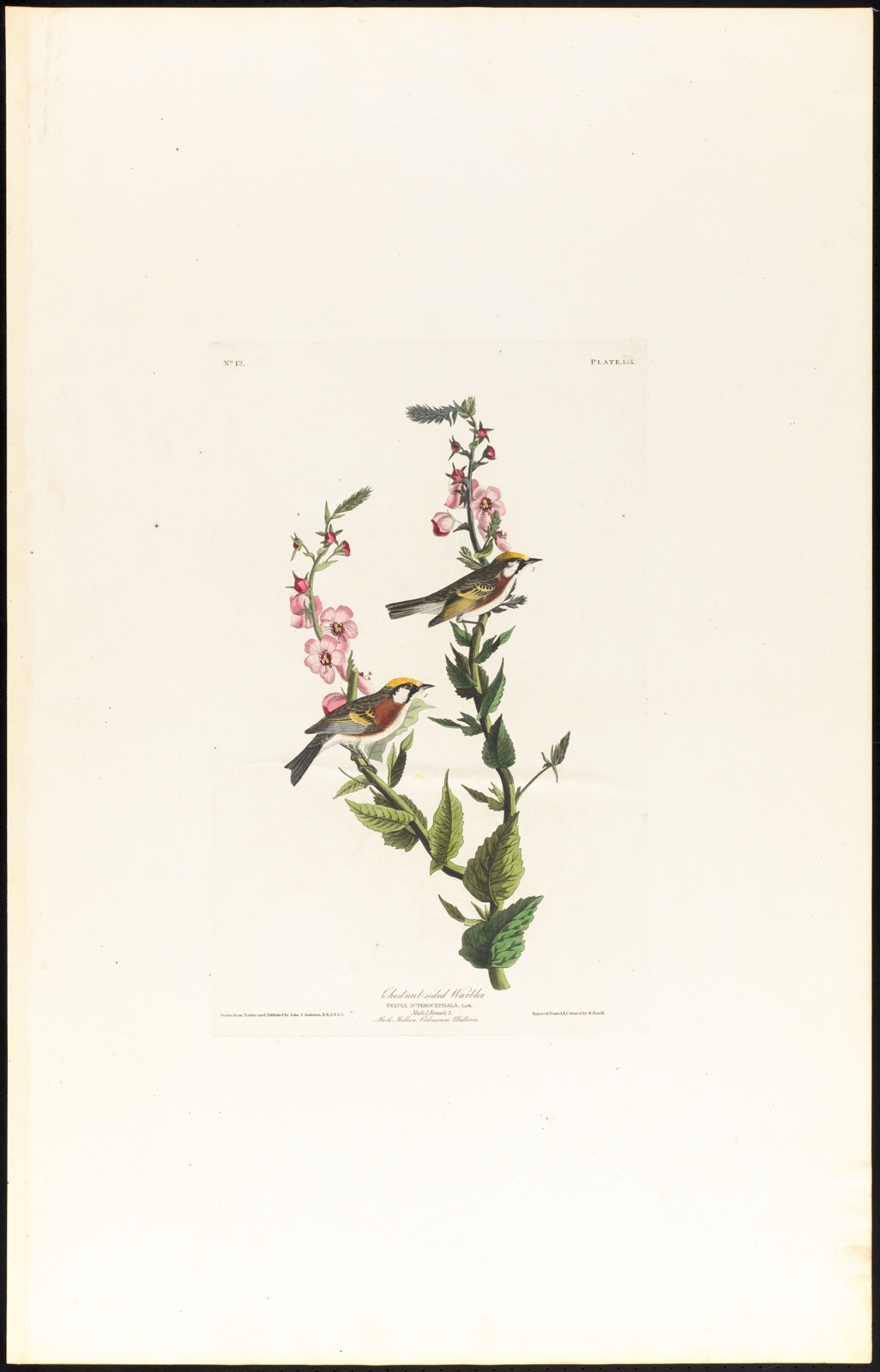 Chestnut-sided warbler — Audubon, John James, 1785-1851 (Artist); Havell, Robert, 1793-1878 (Engraver)