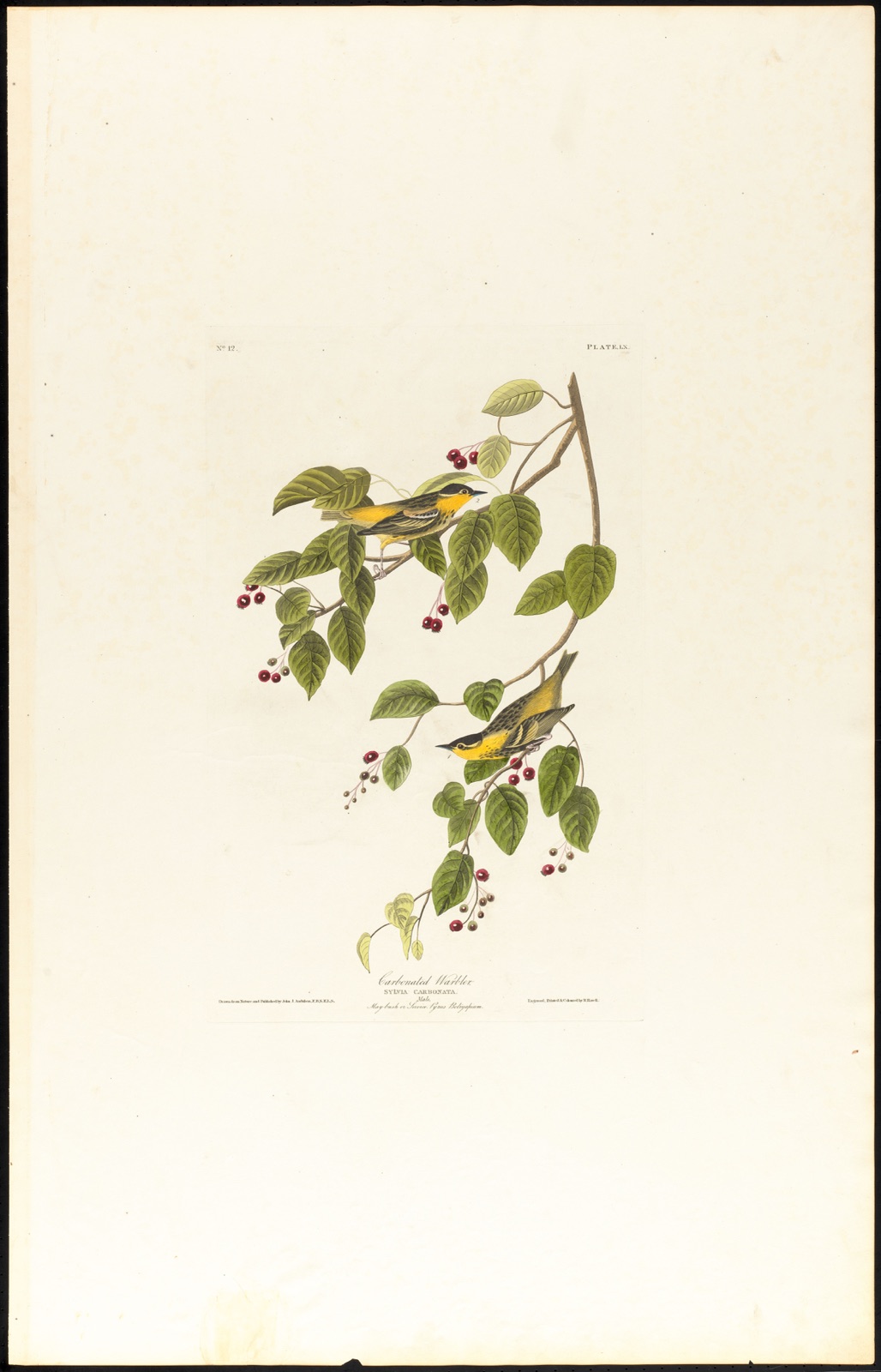 Carbonated warbler — Audubon, John James, 1785-1851 (Artist); Havell, Robert, 1793-1878 (Engraver)