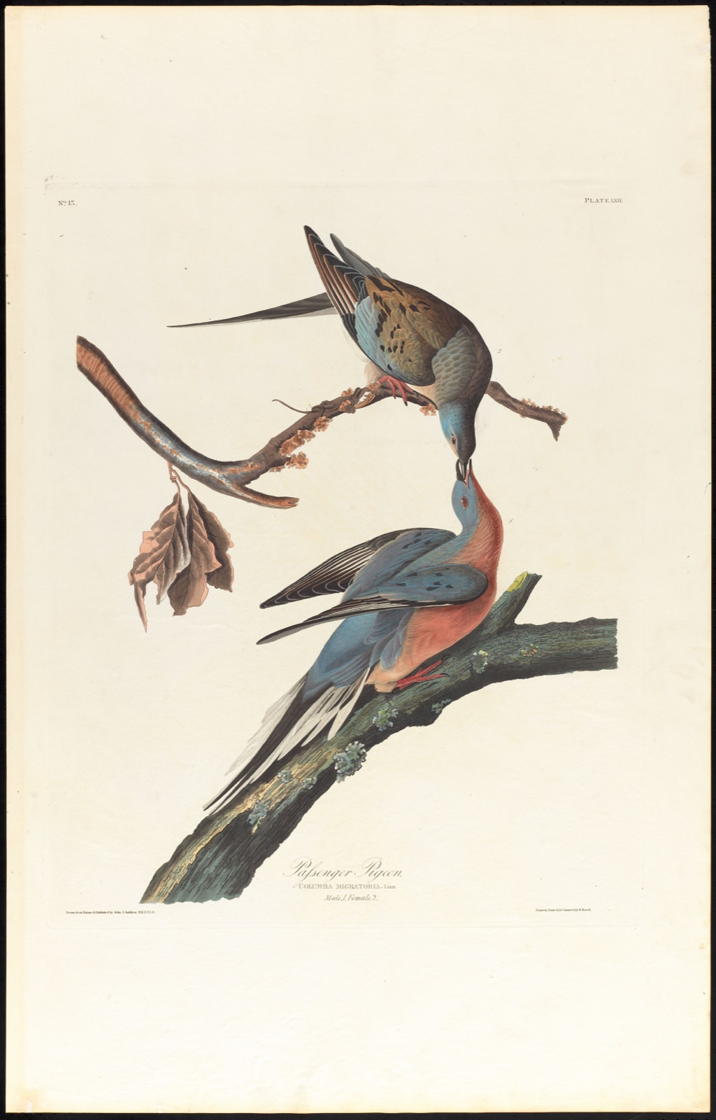 Passenger pigeon — Audubon, John James, 1785-1851 (Artist); Havell, Robert, 1793-1878 (Engraver)