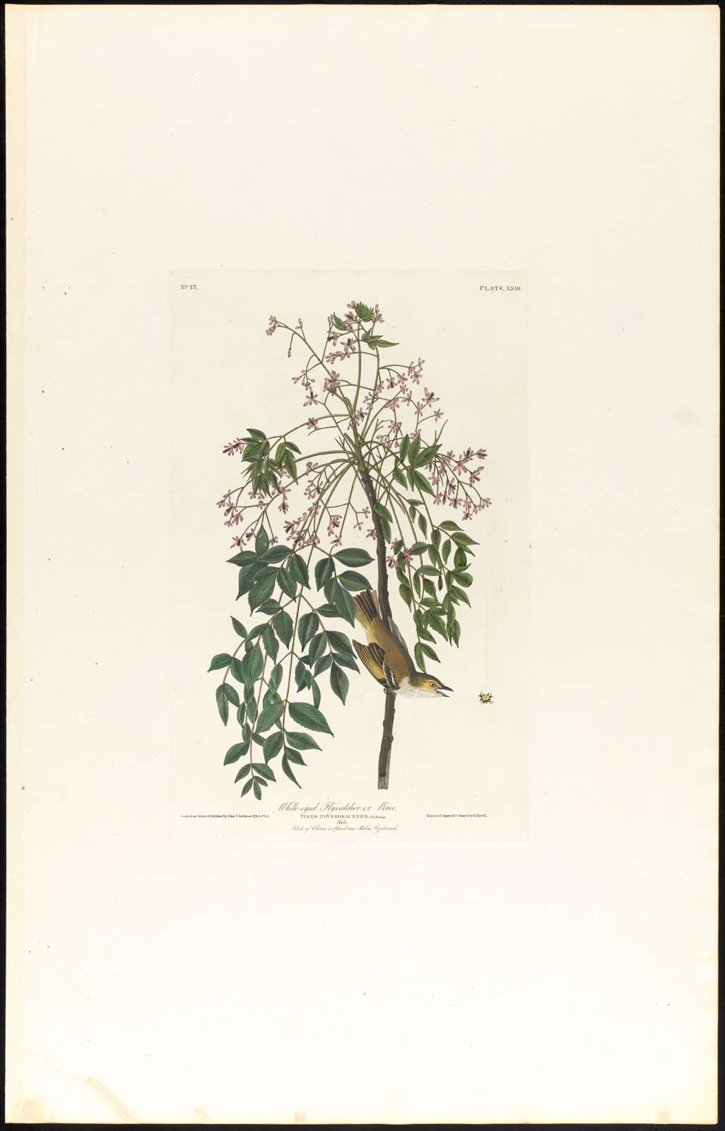 White-eyed flycatcher or vireo — Audubon, John James, 1785-1851 (Artist); Havell, Robert, 1793-1878 (Engraver)