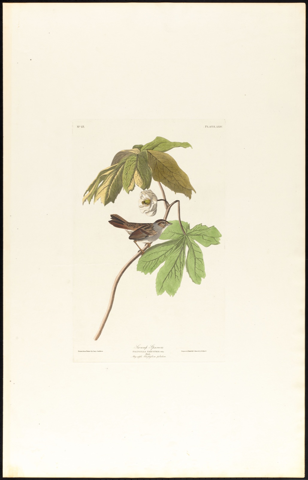 Swamp sparrow — Audubon, John James, 1785-1851 (Artist); Havell, Robert, 1793-1878 (Engraver)