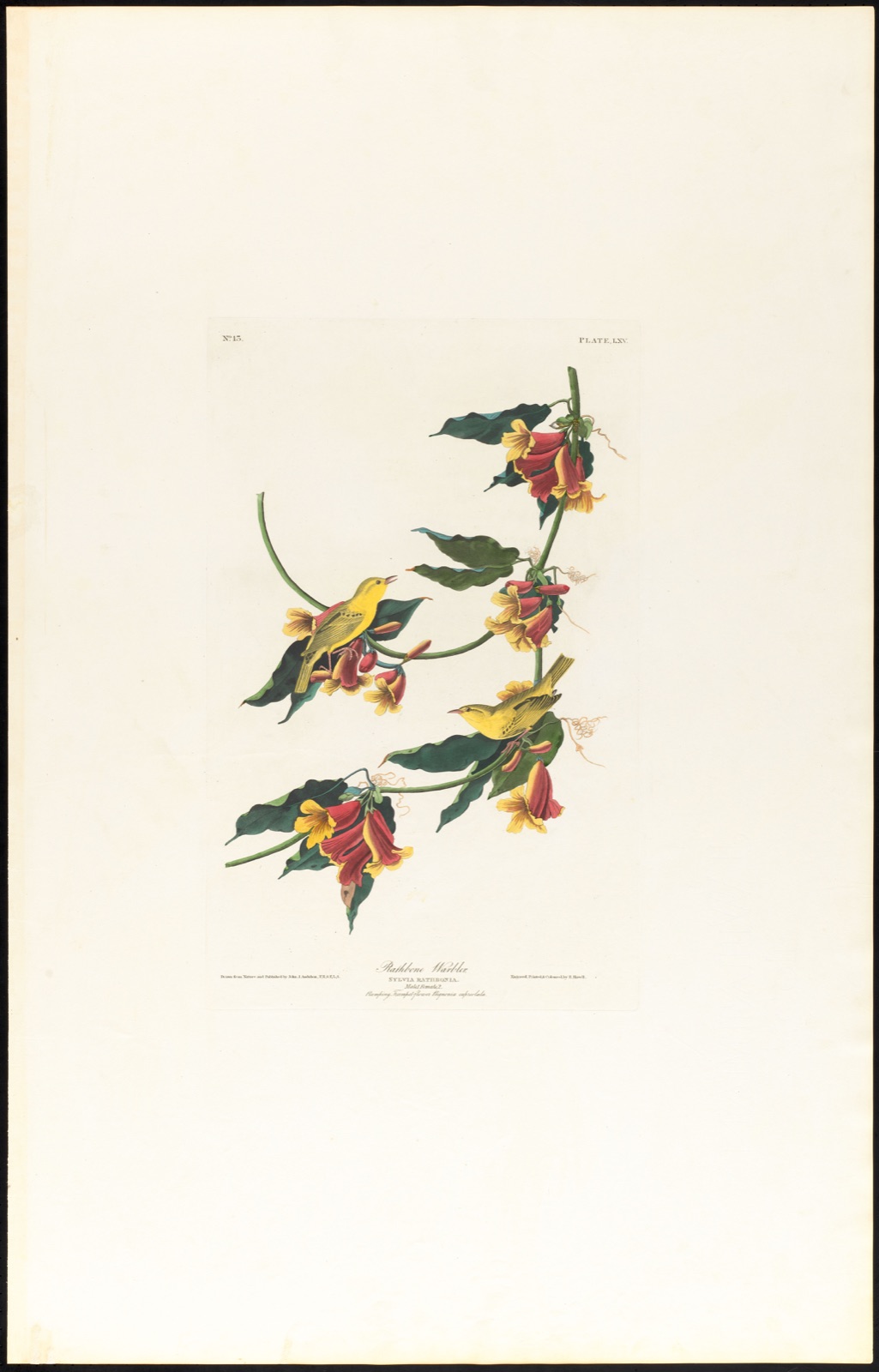 Rathbone warbler — Audubon, John James, 1785-1851 (Artist); Havell, Robert, 1793-1878 (Engraver)