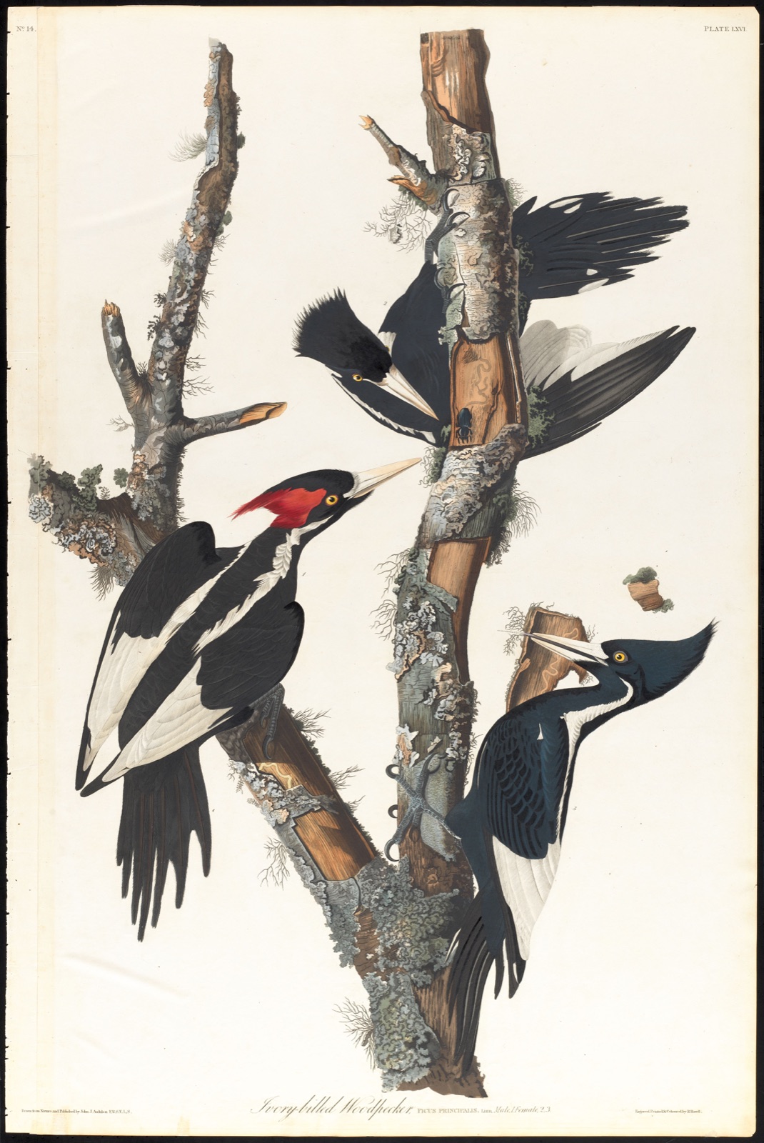 Ivory-billed woodpecker — Audubon, John James, 1785-1851 (Artist); Havell, Robert, 1793-1878 (Engraver)