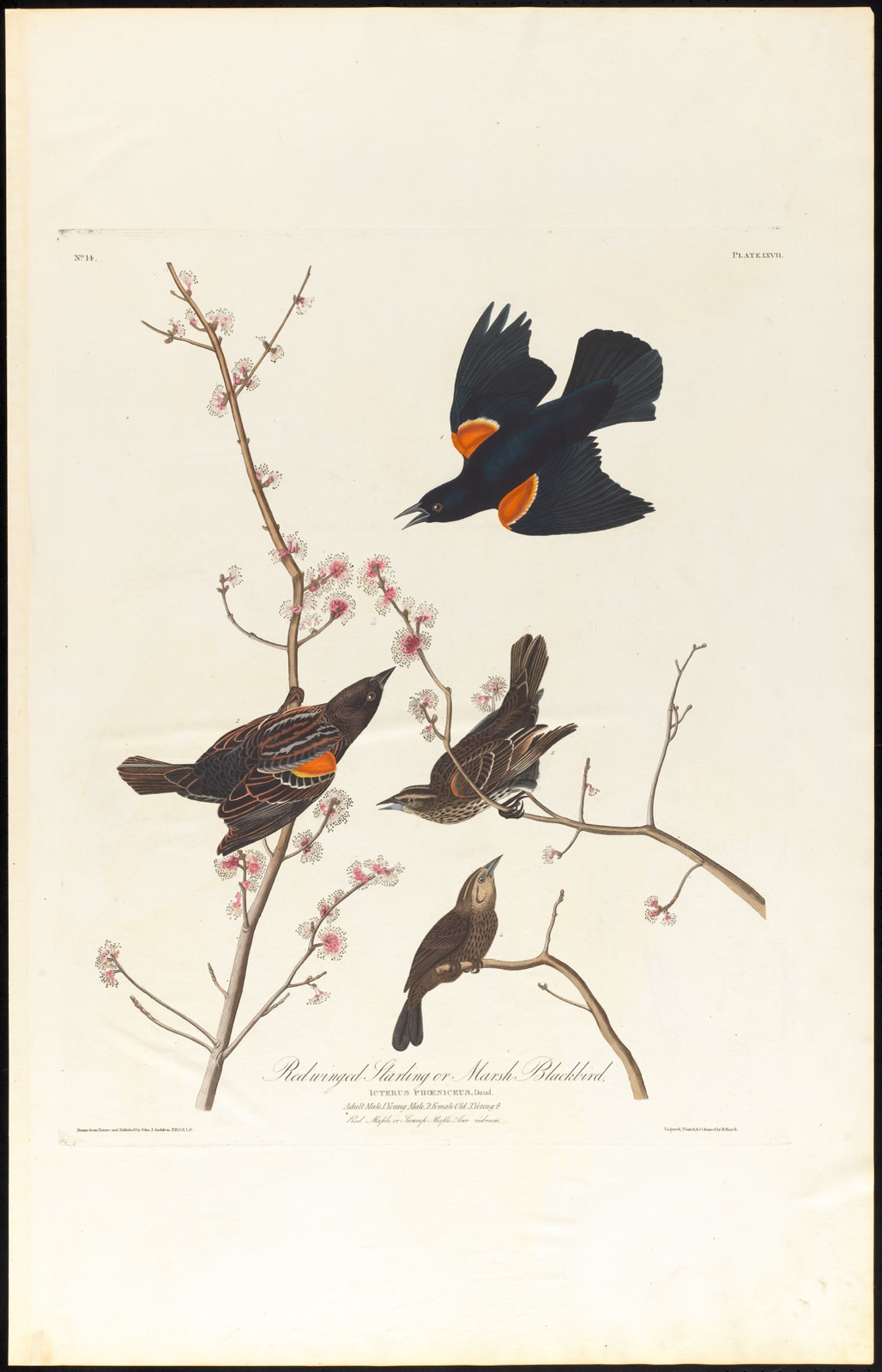 Red winged starling or marsh blackbird — Audubon, John James, 1785-1851 (Artist); Havell, Robert, 1793-1878 (Engraver)