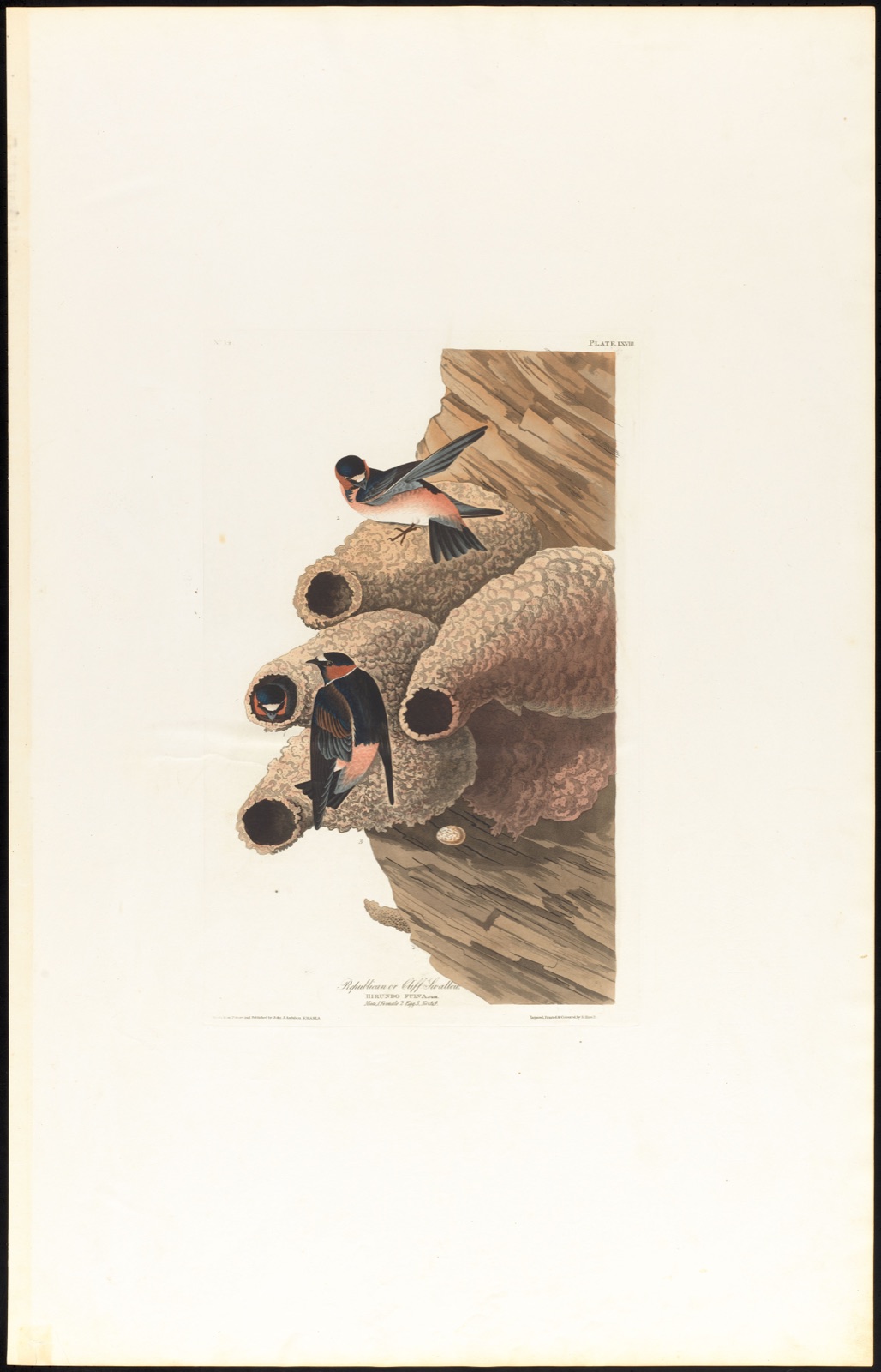 Republican or cliff swallow — Audubon, John James, 1785-1851 (Artist); Havell, Robert, 1793-1878 (Engraver)