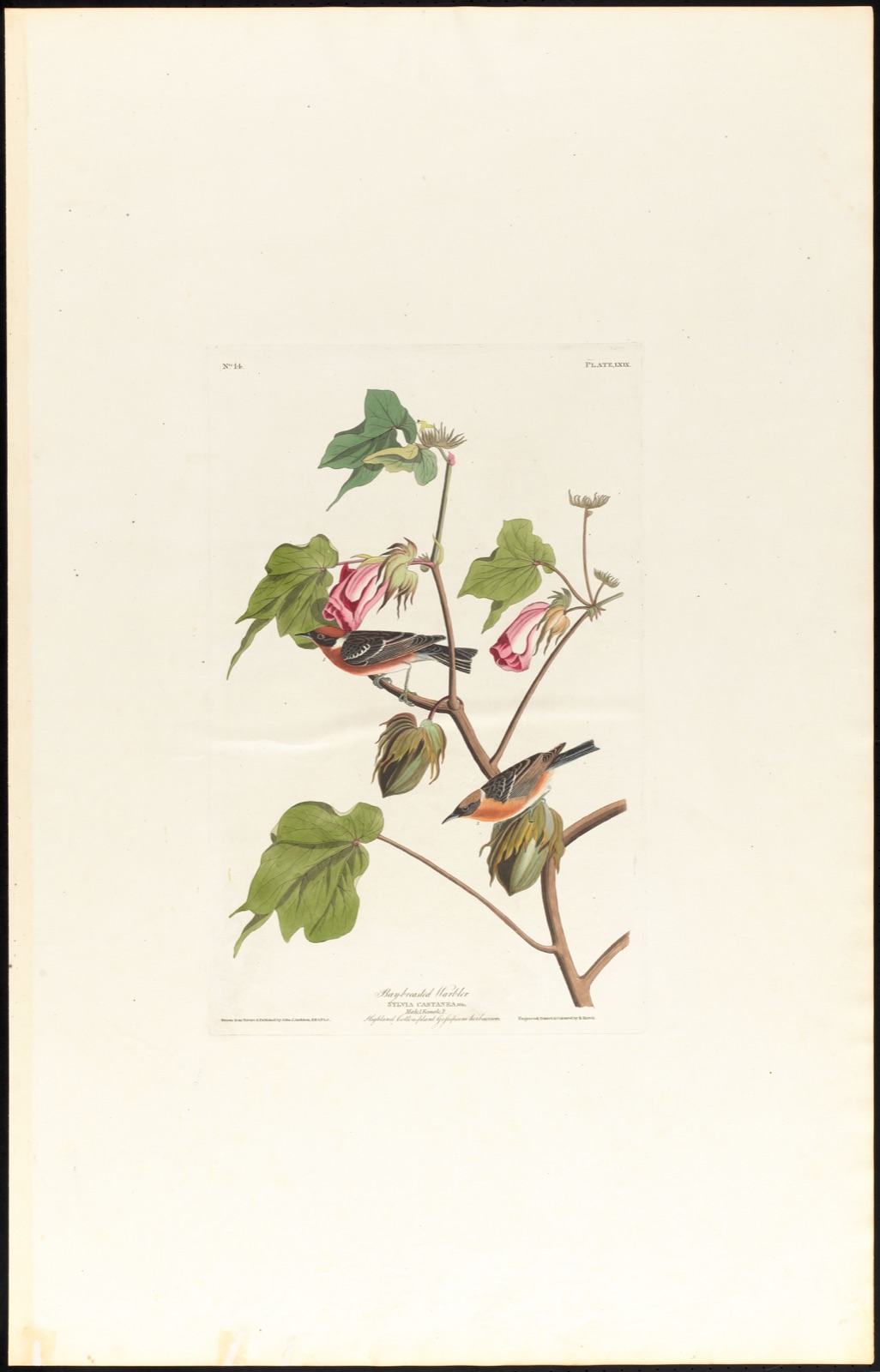 Bay-breasted warbler — Audubon, John James, 1785-1851 (Artist); Havell, Robert, 1793-1878 (Engraver)