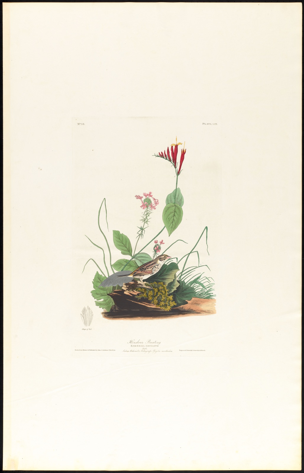 Henslow's bunting — Audubon, John James, 1785-1851 (Artist); Havell, Robert, 1793-1878 (Engraver)