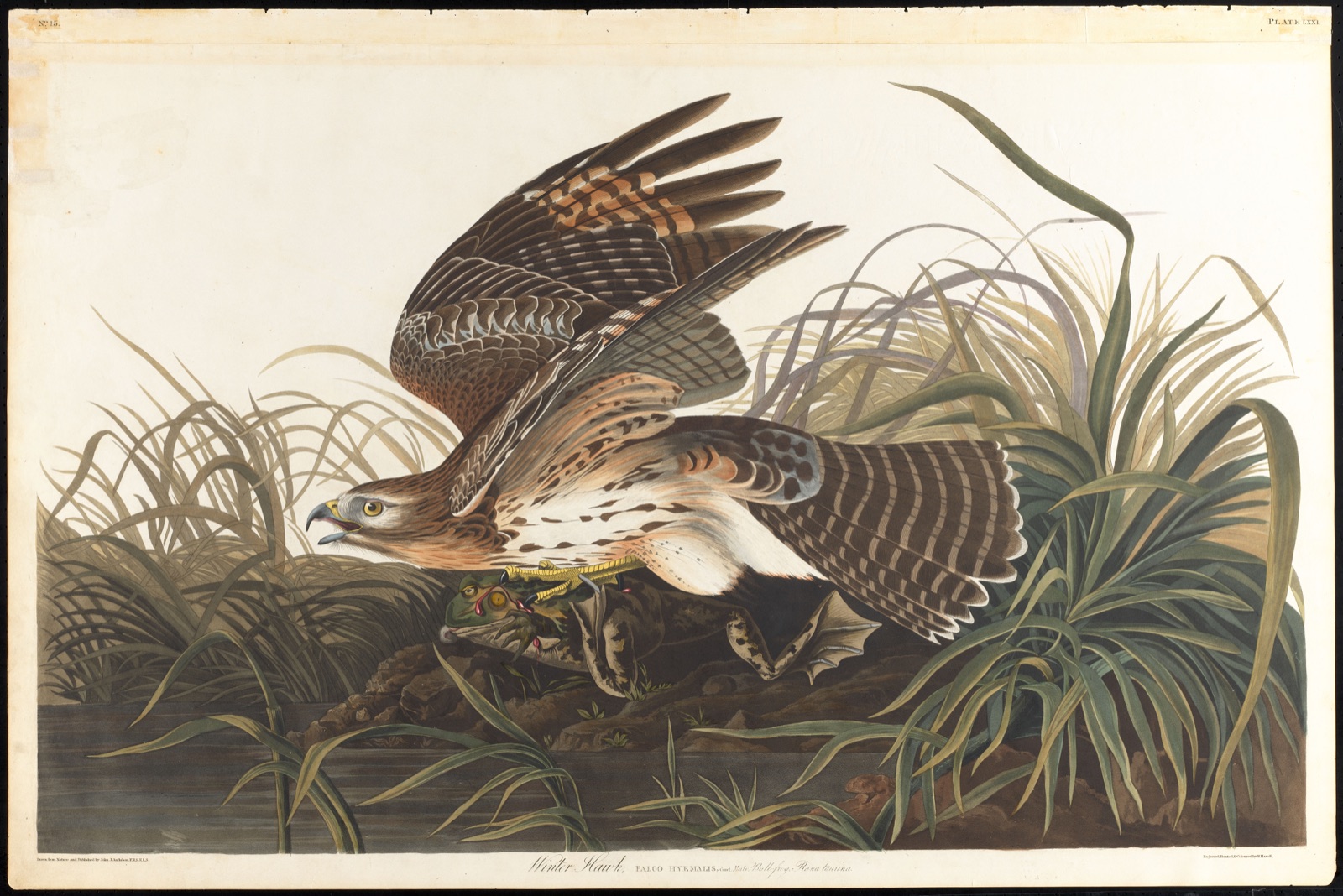 Winter hawk — Audubon, John James, 1785-1851 (Artist); Havell, Robert, 1793-1878 (Engraver)