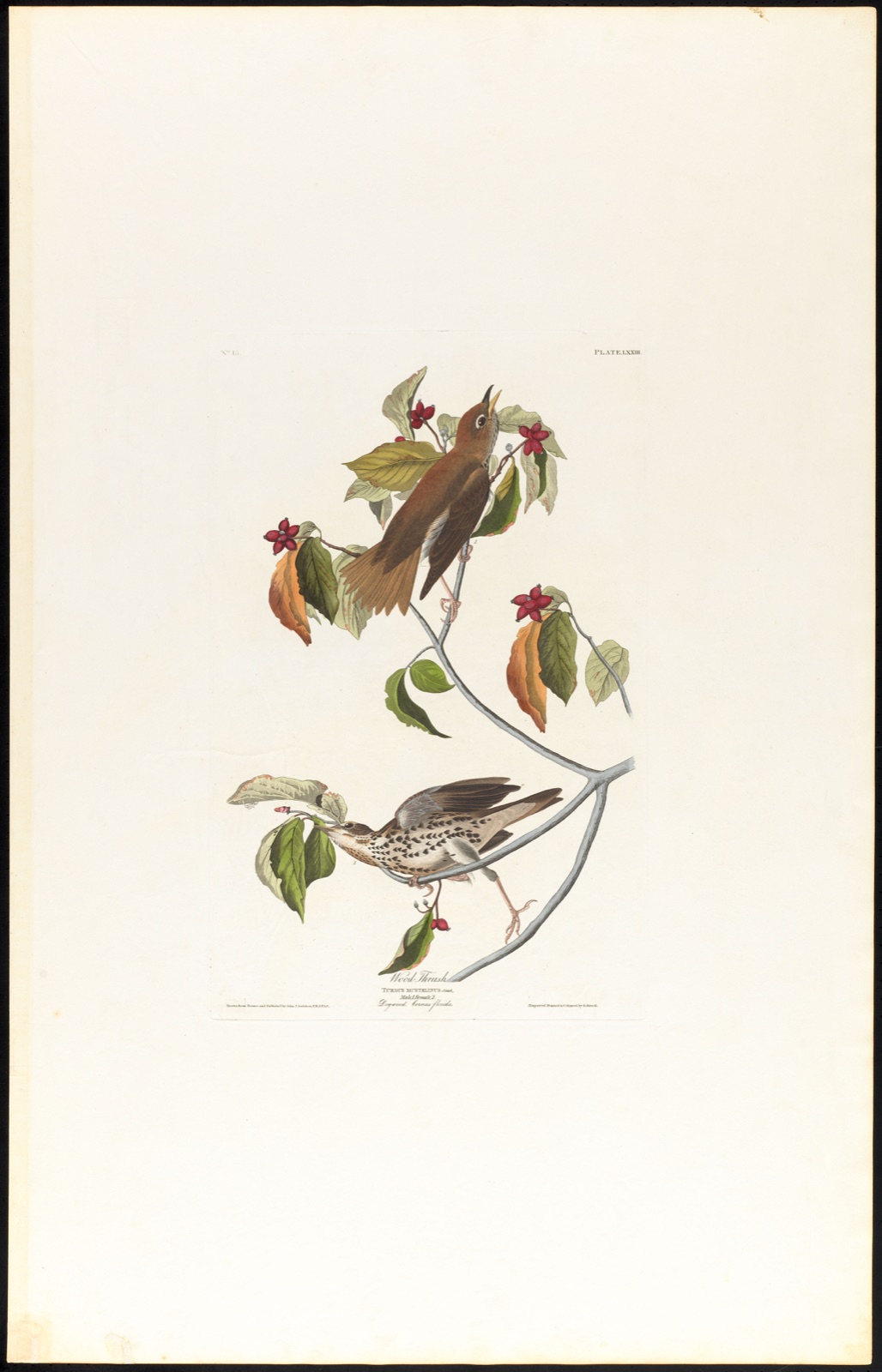 Wood thrush — Audubon, John James, 1785-1851 (Artist); Havell, Robert, 1793-1878 (Engraver)