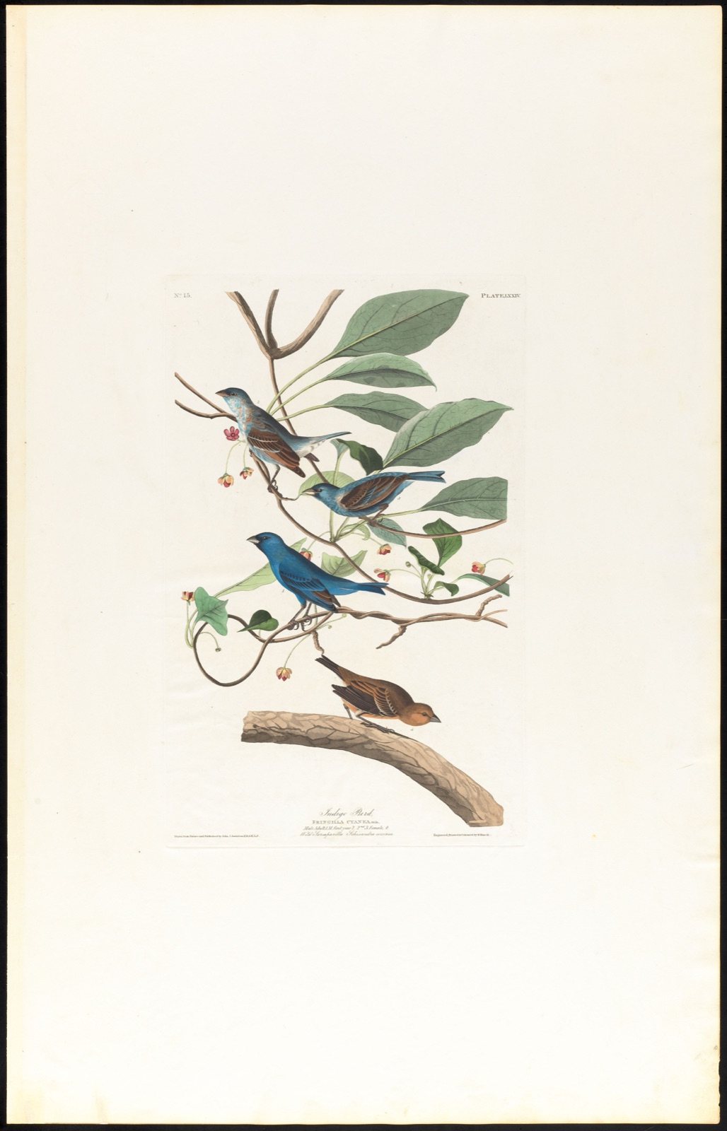 Indigo bird — Audubon, John James, 1785-1851 (Artist); Havell, Robert, 1793-1878 (Engraver)