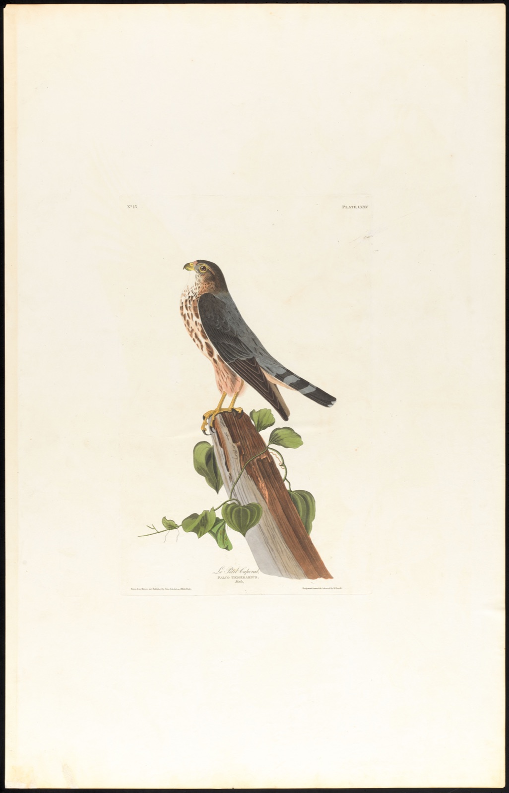 Le petit caporal — Audubon, John James, 1785-1851 (Artist); Havell, Robert, 1793-1878 (Engraver)