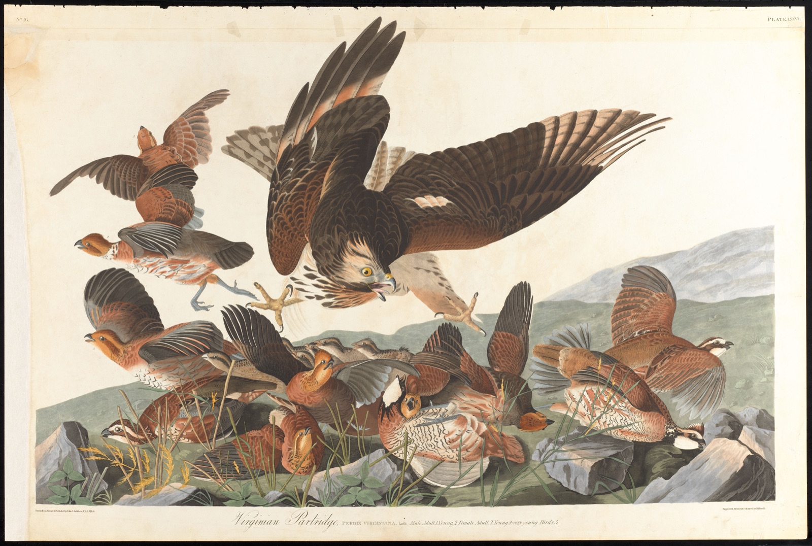 Virginian partridge — Audubon, John James, 1785-1851 (Artist); Havell, Robert, 1793-1878 (Engraver)