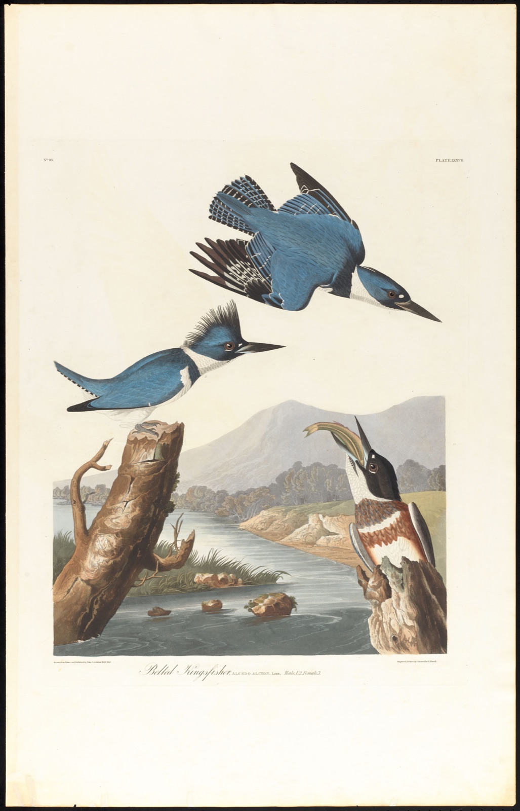 Belted kingfisher — Audubon, John James, 1785-1851 (Artist); Havell, Robert, 1793-1878 (Engraver)